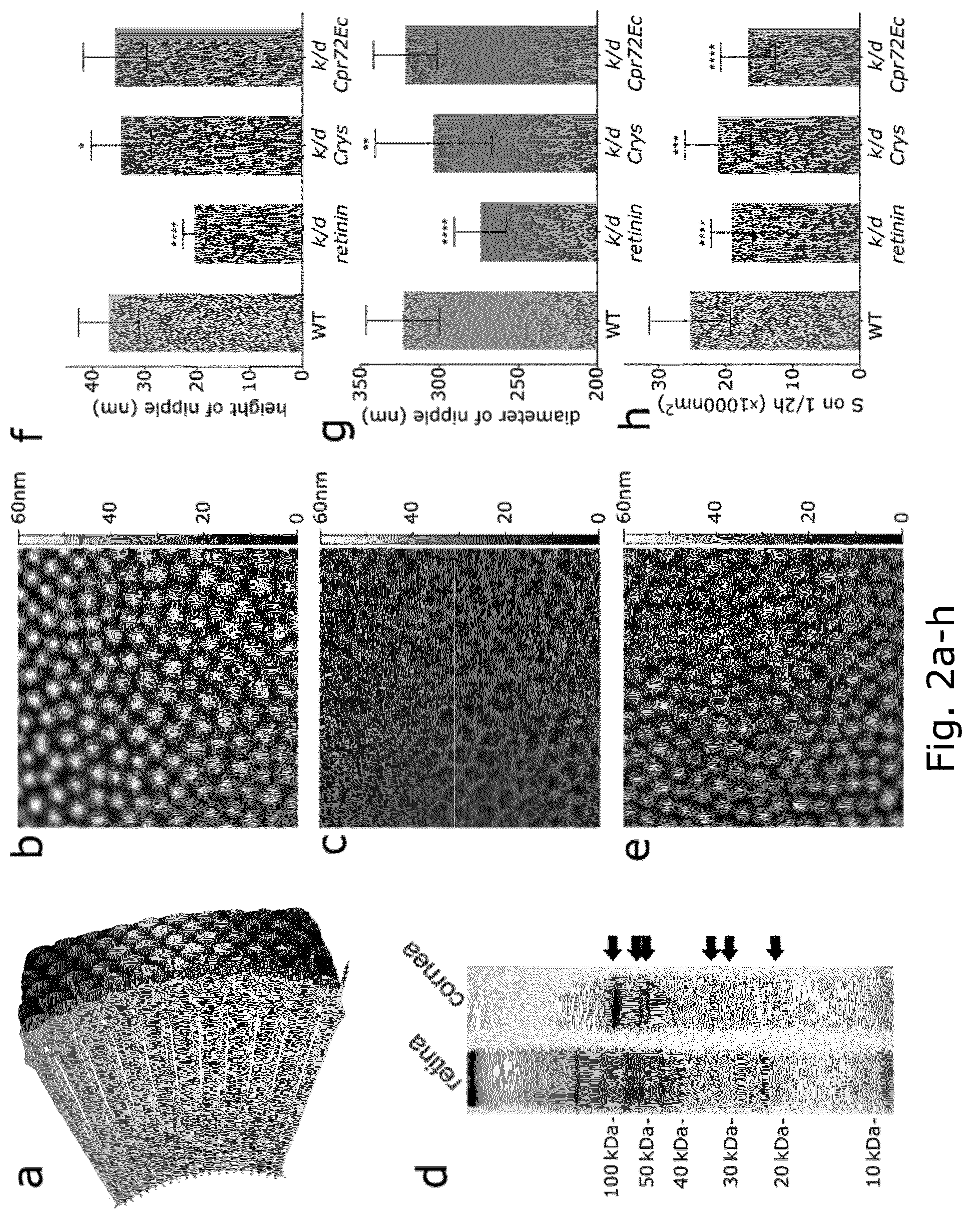 Patent US12104078 Figure 2 – Insect corneal type nanocoatings