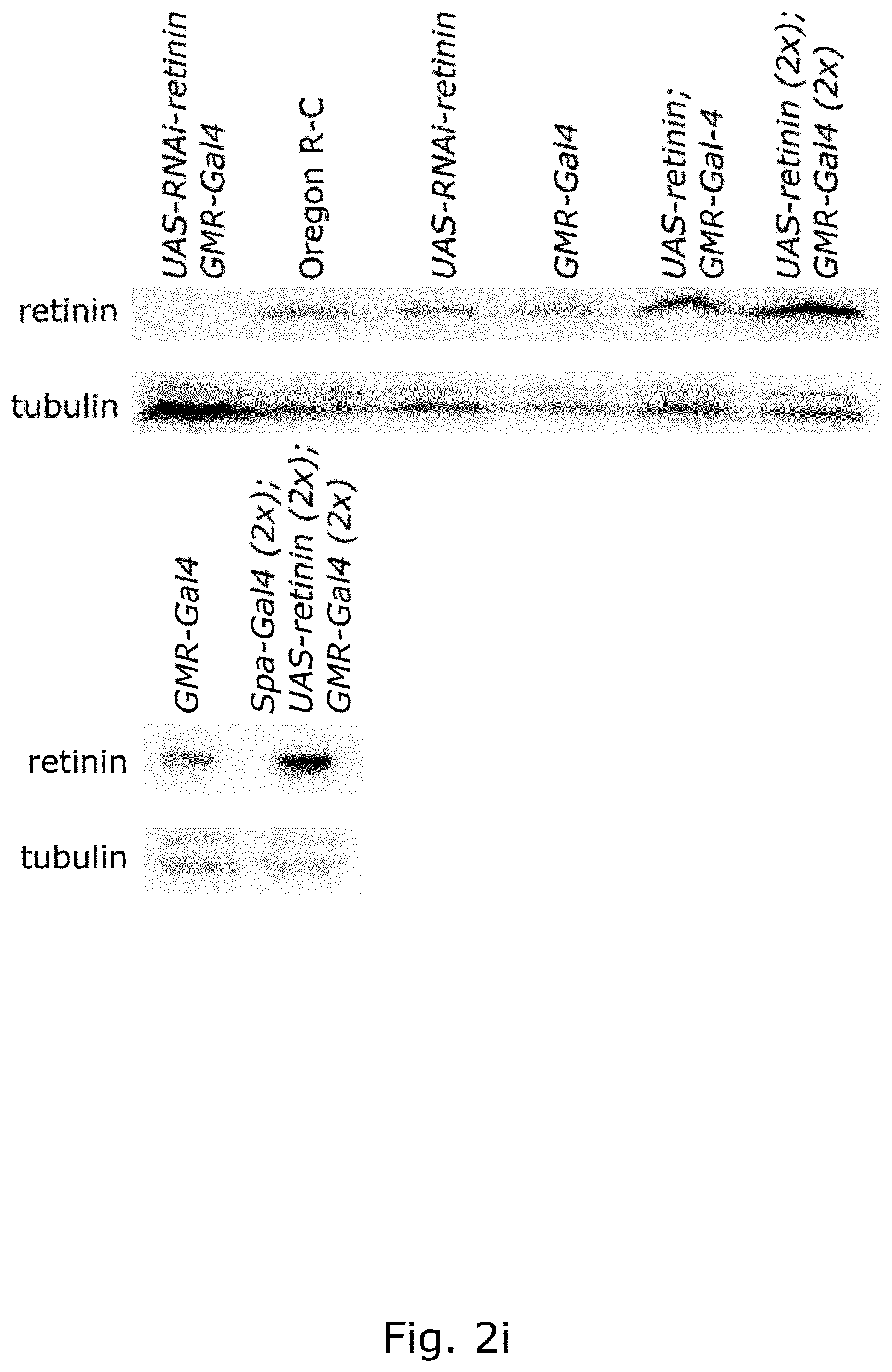 Patent US12104078 Figure 3 – Insect corneal type nanocoatings