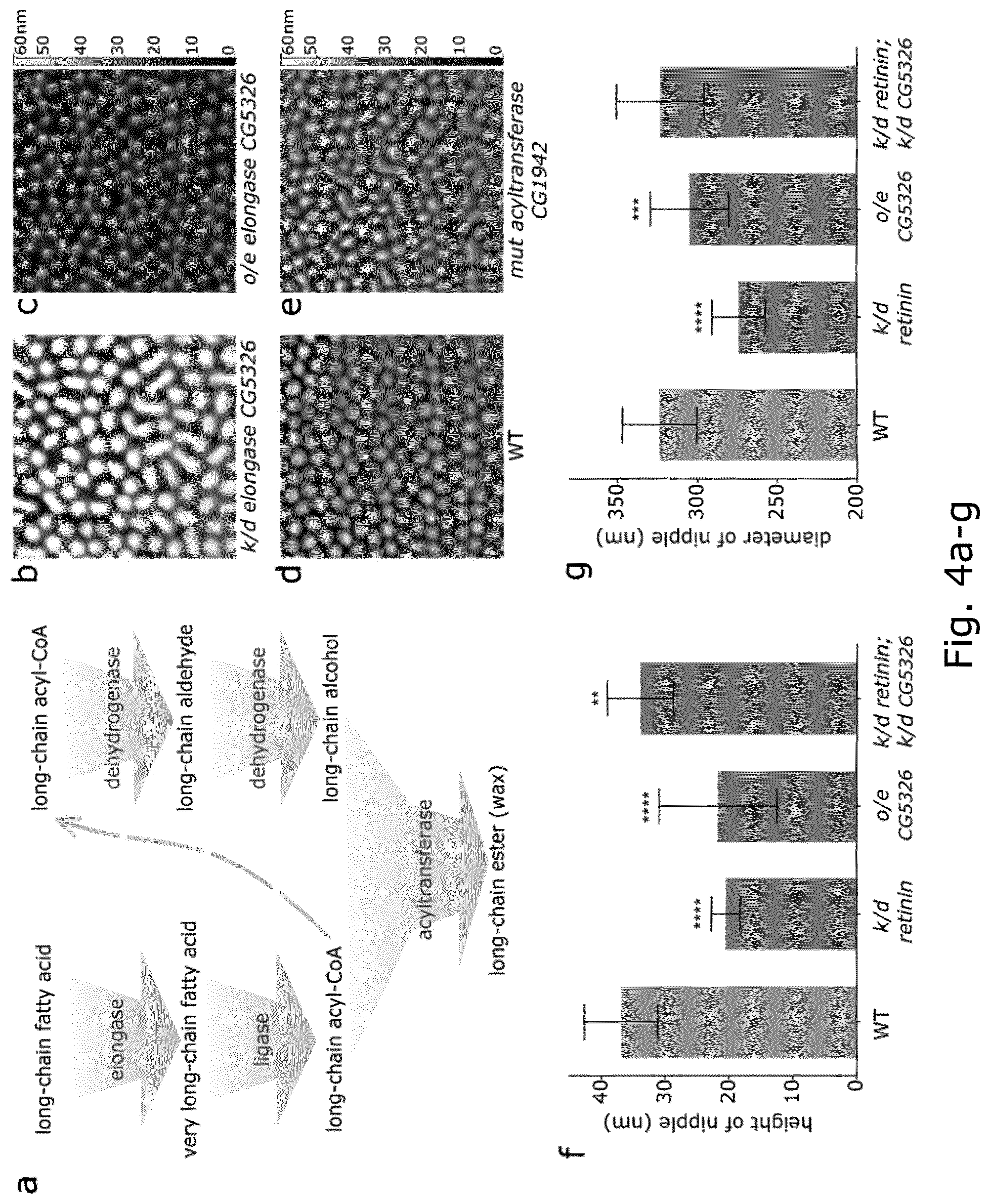 Patent US12104078 Figure 6 – Insect corneal type nanocoatings