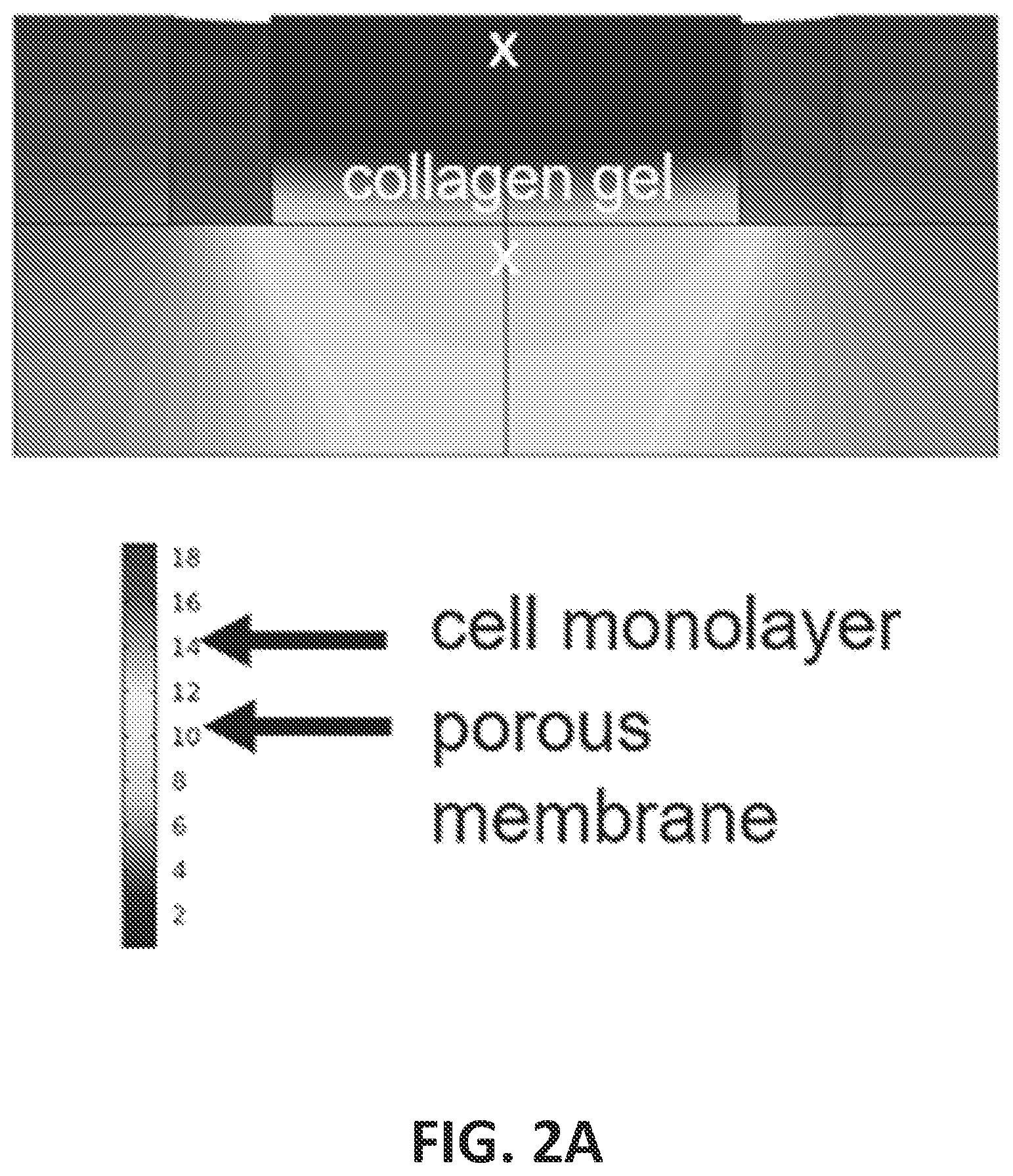 Patent US12104149 Figure 11 – Devices, systems and apparatuses for generating self-sustaining hypoxic conditions and gaseous and non-gaseous chemical gradients for in vitro cell culture