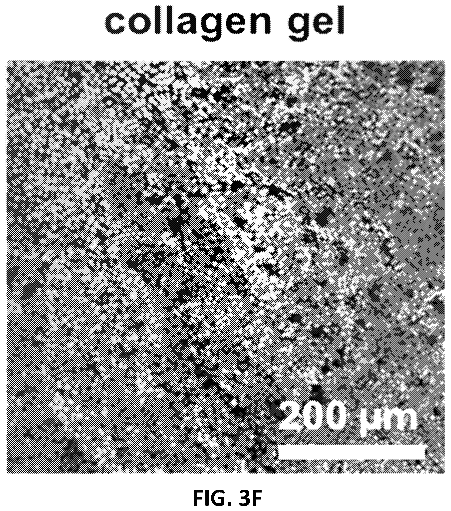 Patent US12104149 Figure 17 – Devices, systems and apparatuses for generating self-sustaining hypoxic conditions and gaseous and non-gaseous chemical gradients for in vitro cell culture