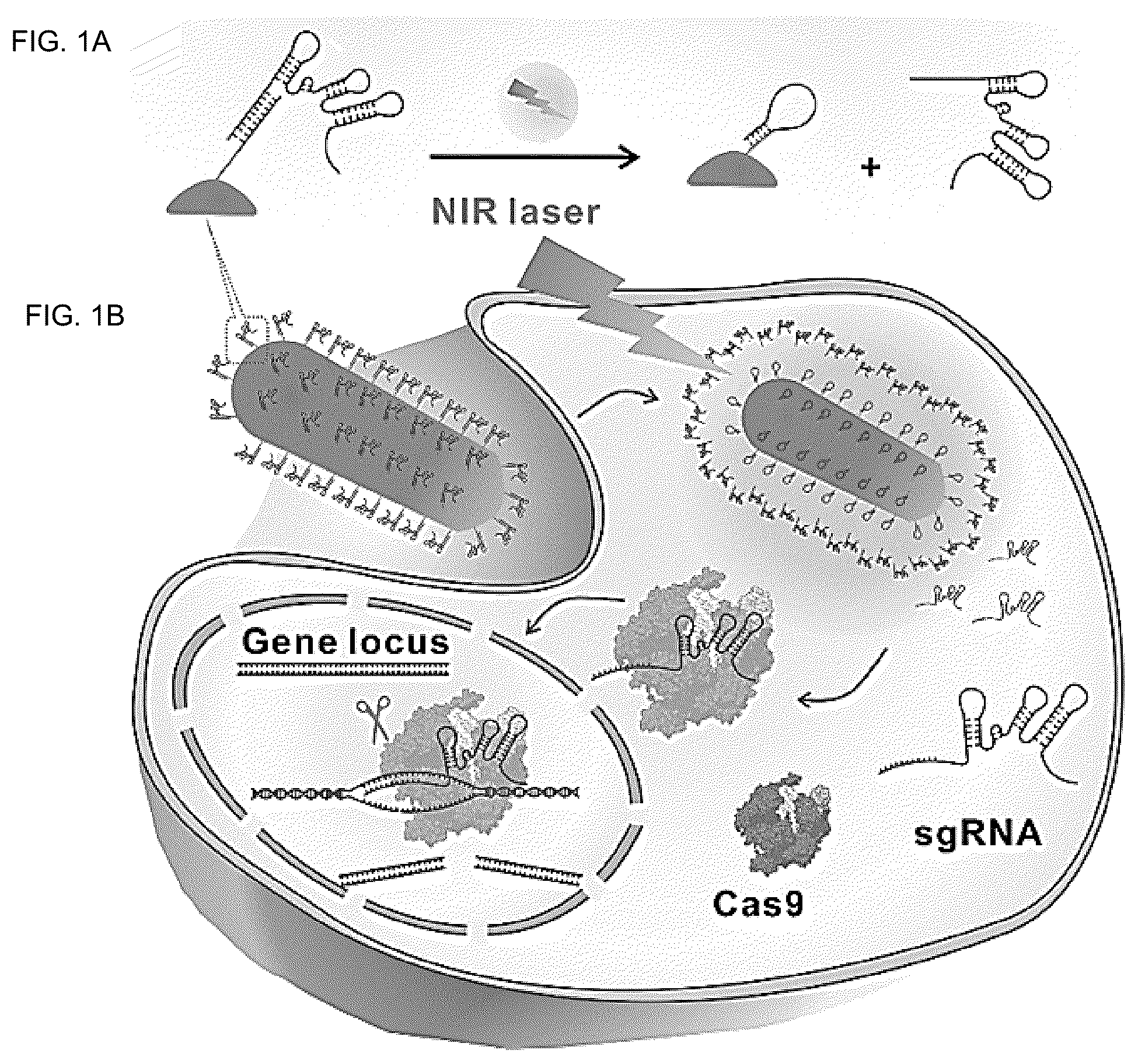 Patent US12104150 — Near-infrared photothermally activated CRISPR/CAS9 genome editing machine — Figure 1