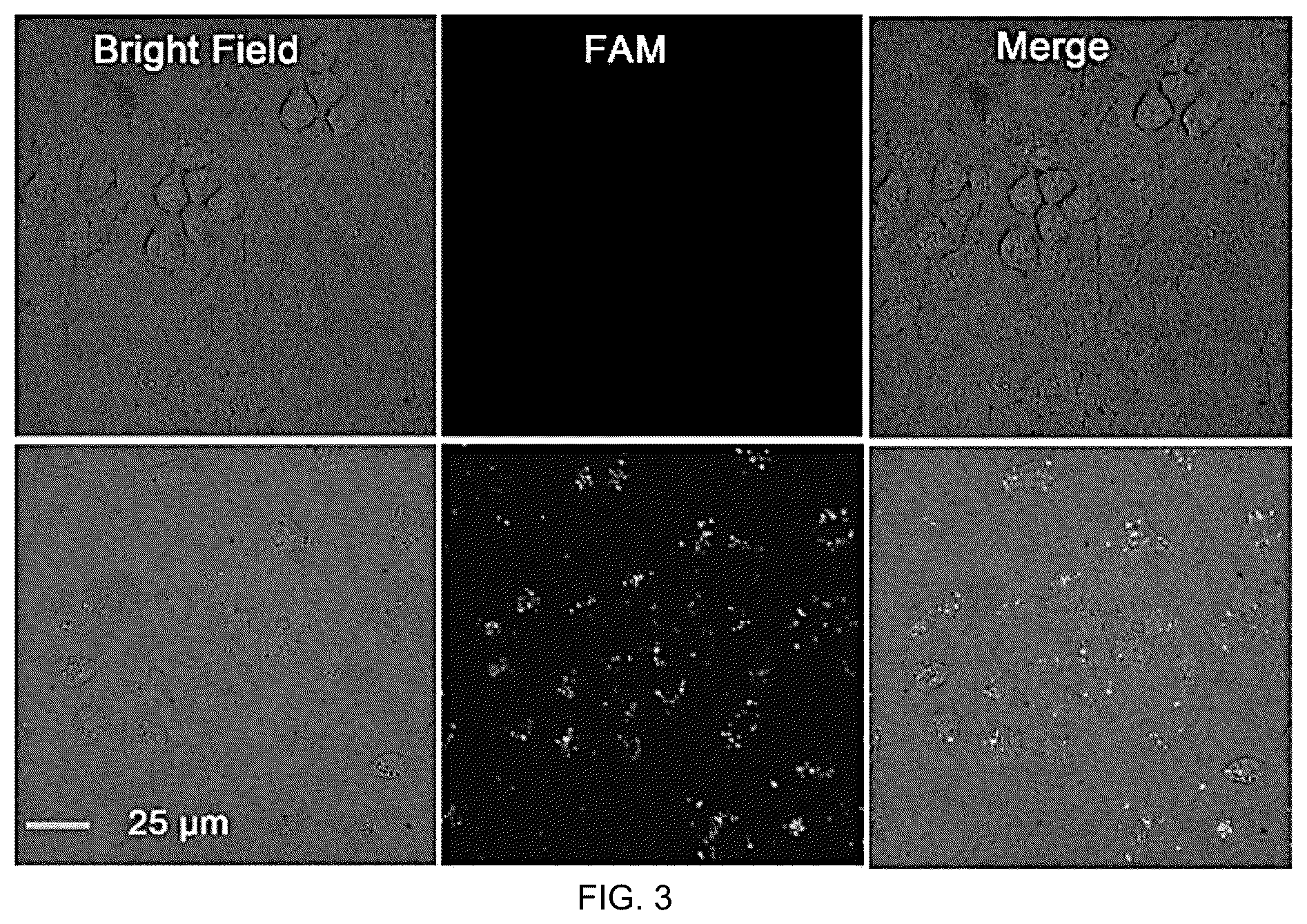 Patent US12104150 Figure 3 – Near-infrared photothermally activated CRISPR/CAS9 genome editing machine