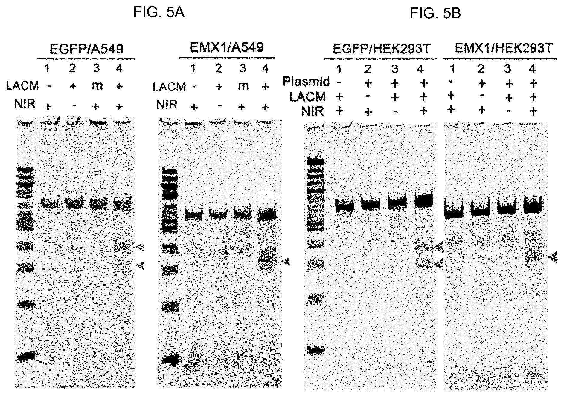 Patent US12104150 Figure 5 – Near-infrared photothermally activated CRISPR/CAS9 genome editing machine