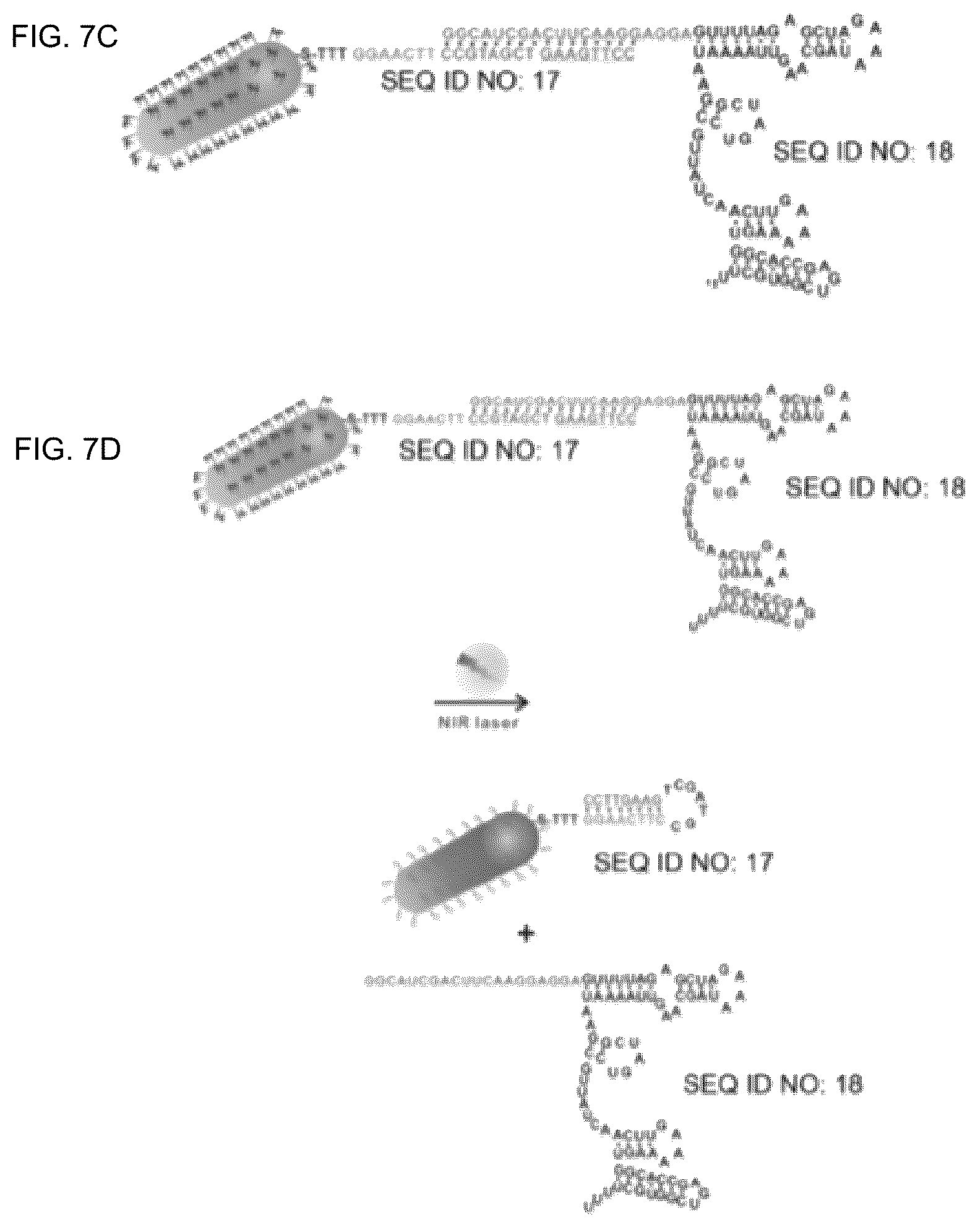 Patent US12104150 Figure 9 – Near-infrared photothermally activated CRISPR/CAS9 genome editing machine