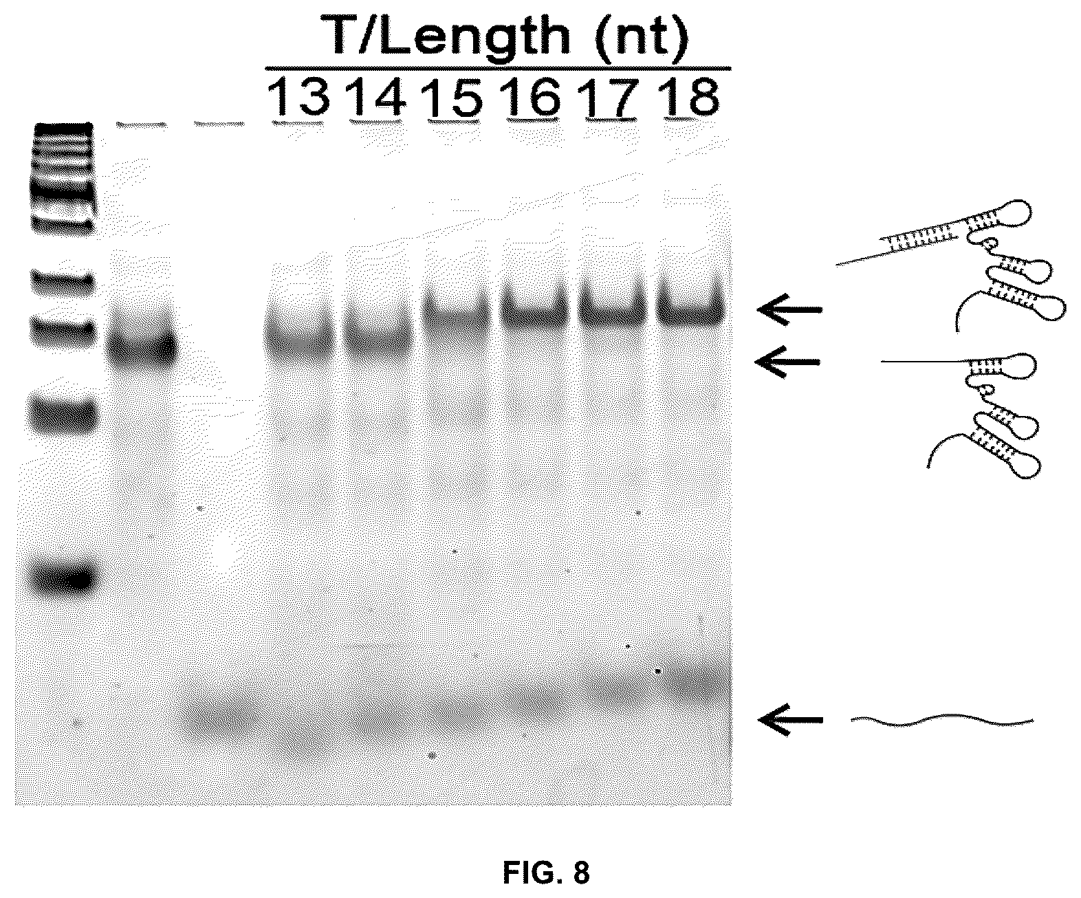 Patent US12104150 Figure 10 – Near-infrared photothermally activated CRISPR/CAS9 genome editing machine