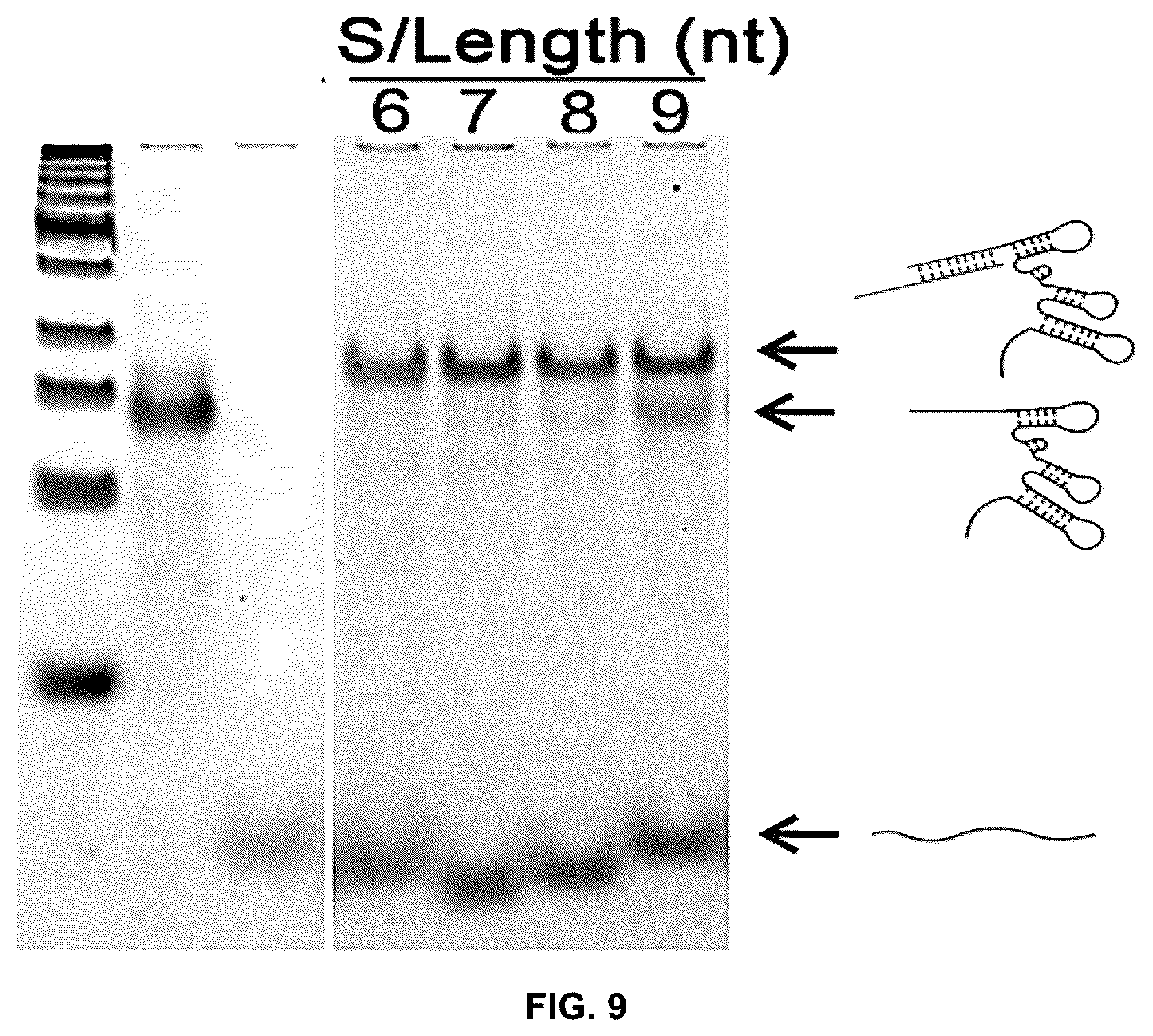 Patent US12104150 Figure 11 – Near-infrared photothermally activated CRISPR/CAS9 genome editing machine