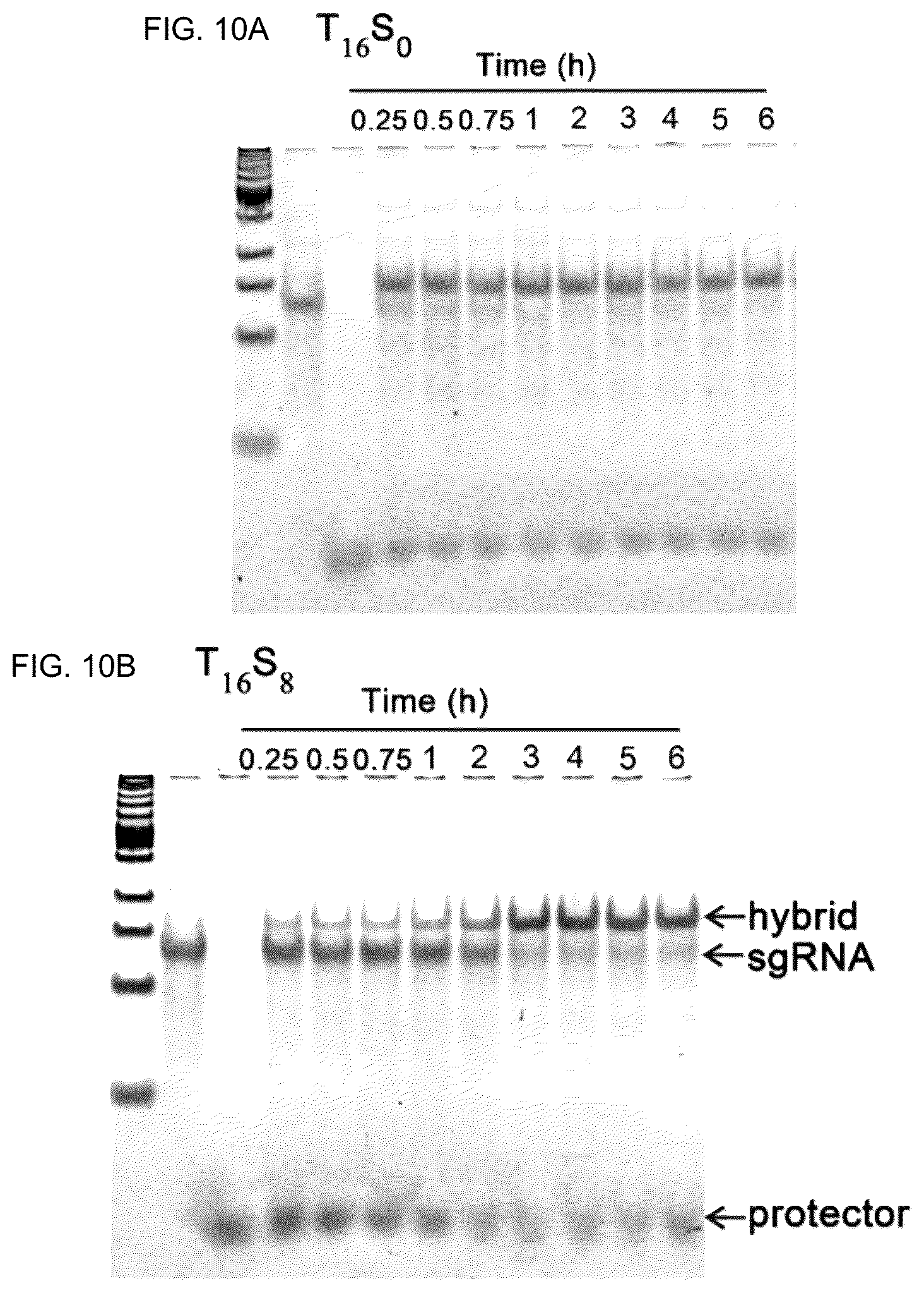 Patent US12104150 Figure 12 – Near-infrared photothermally activated CRISPR/CAS9 genome editing machine