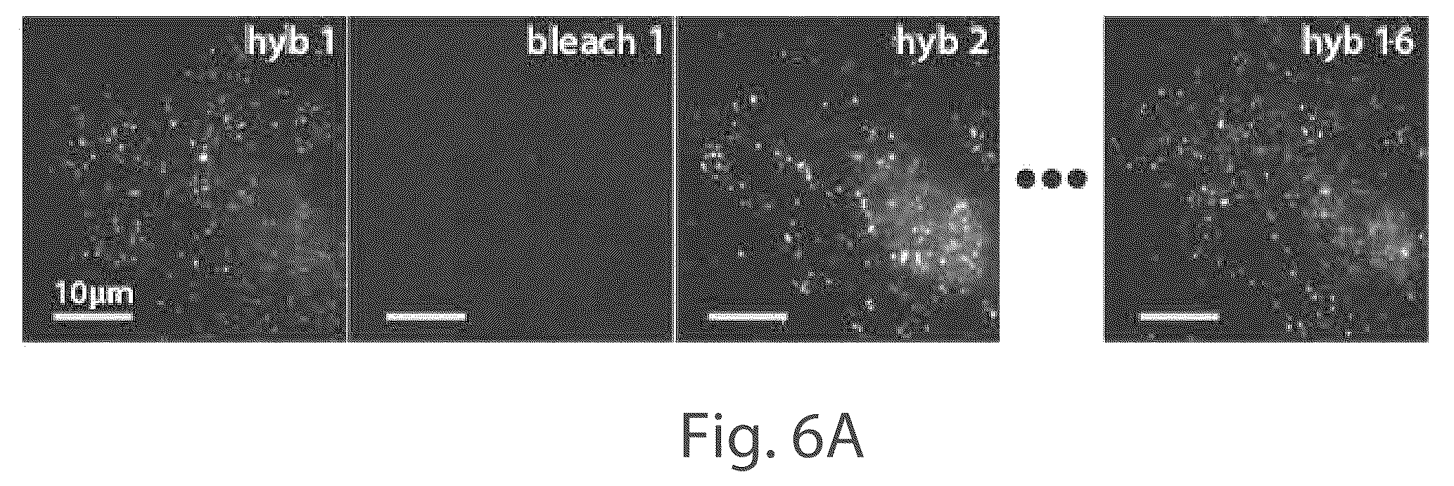 Patent US12104151 Figure 10 – Systems and methods for determining nucleic acids