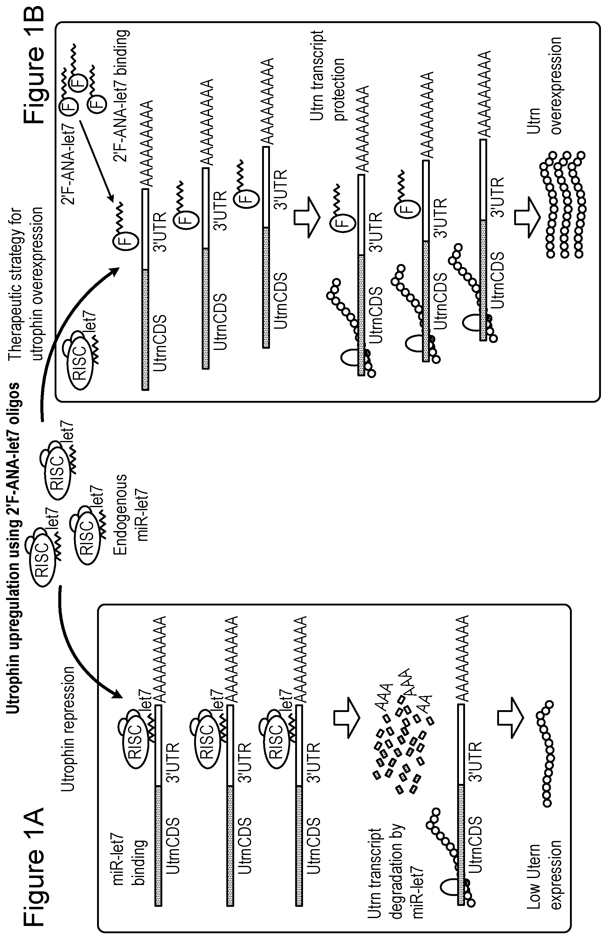 Patent US12104152 Figure 1 – 2′F-ANA-LET7 mediated utrophin upregulation for DMD therapy