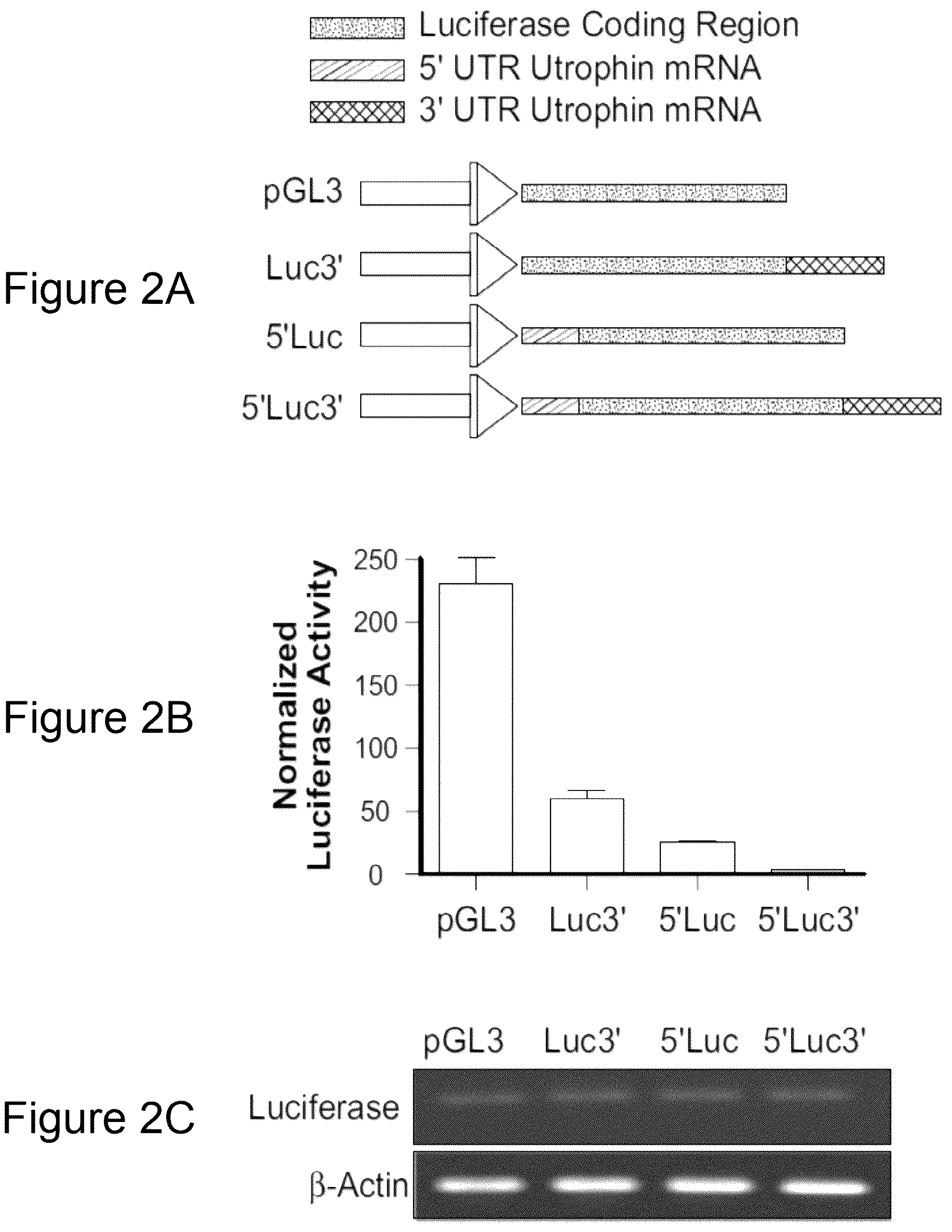 Patent US12104152 Figure 2 – 2′F-ANA-LET7 mediated utrophin upregulation for DMD therapy