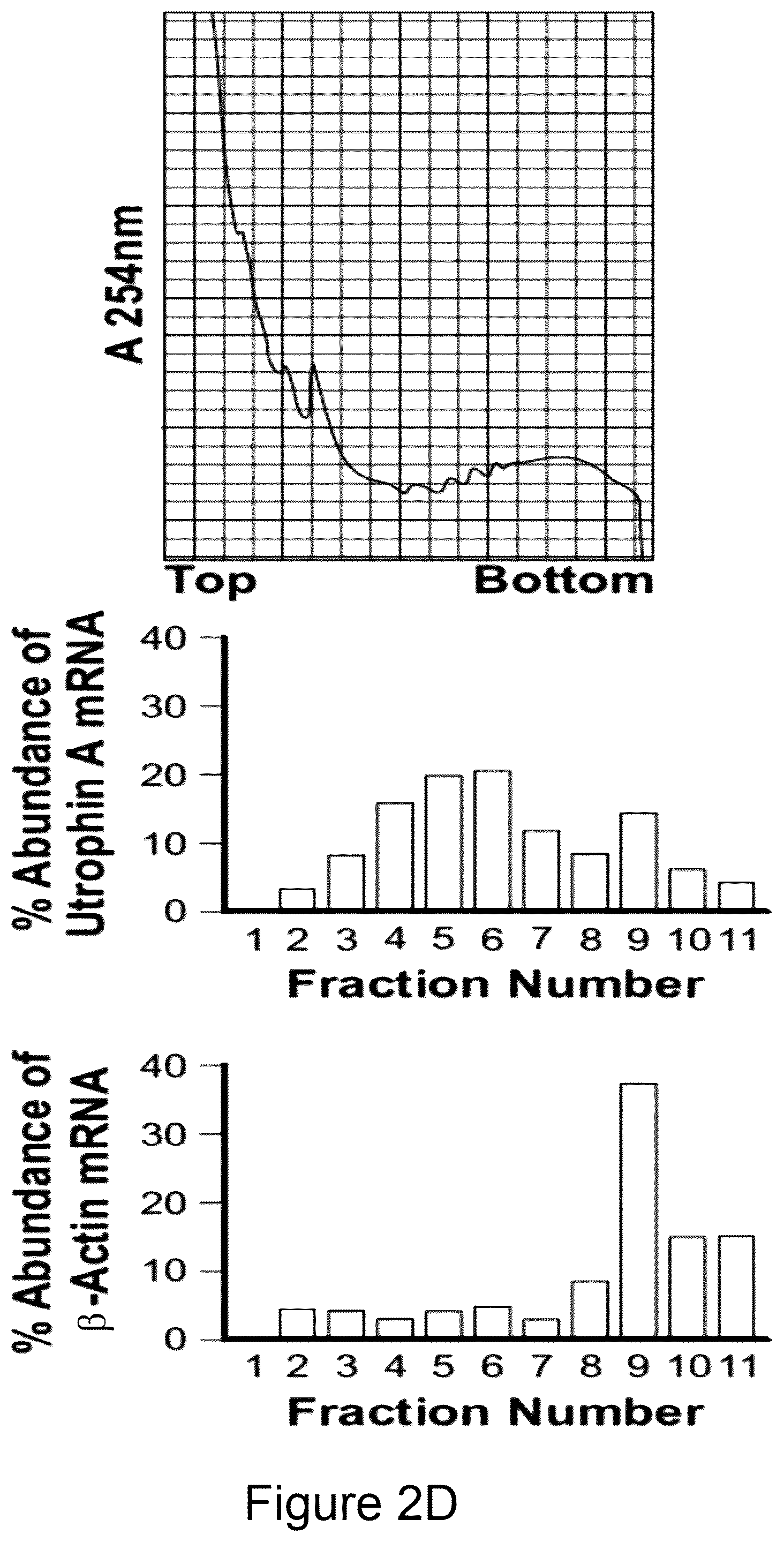 Patent US12104152 Figure 3 – 2′F-ANA-LET7 mediated utrophin upregulation for DMD therapy