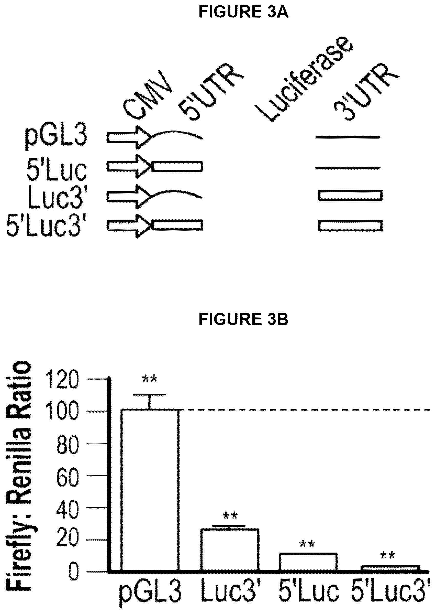 Patent US12104152 Figure 4 – 2′F-ANA-LET7 mediated utrophin upregulation for DMD therapy