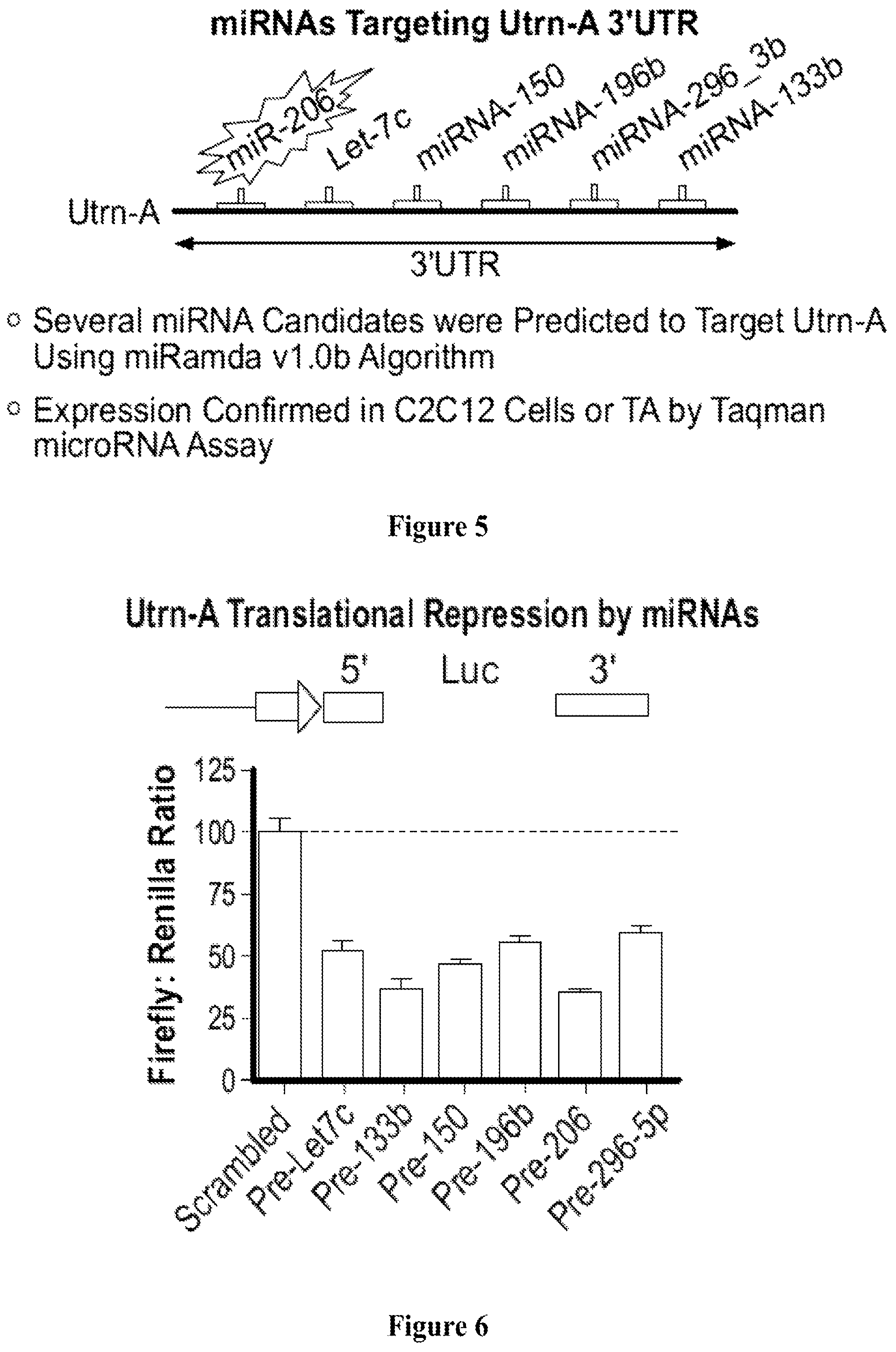 Patent US12104152 Figure 6 – 2′F-ANA-LET7 mediated utrophin upregulation for DMD therapy