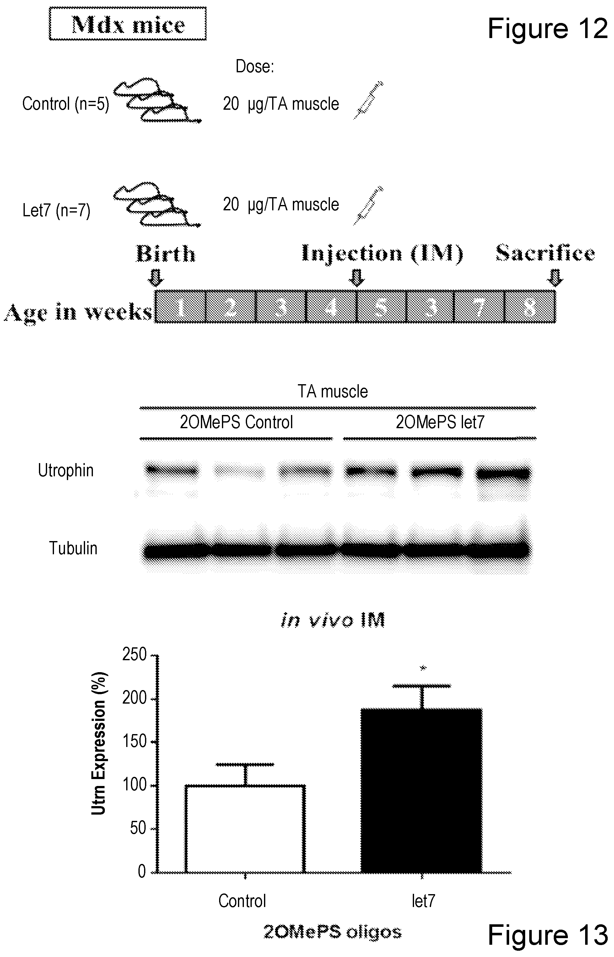 Patent US12104152 Figure 10 – 2′F-ANA-LET7 mediated utrophin upregulation for DMD therapy