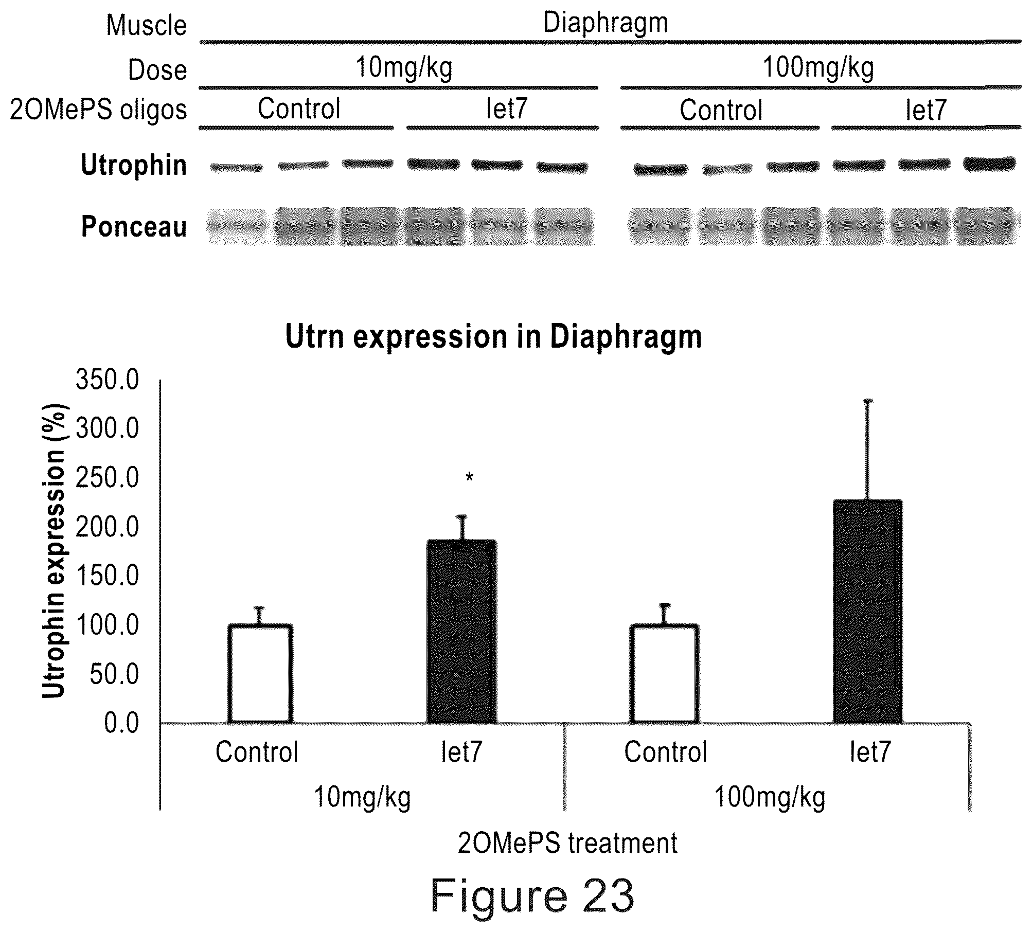 Patent US12104152 Figure 16 – 2′F-ANA-LET7 mediated utrophin upregulation for DMD therapy