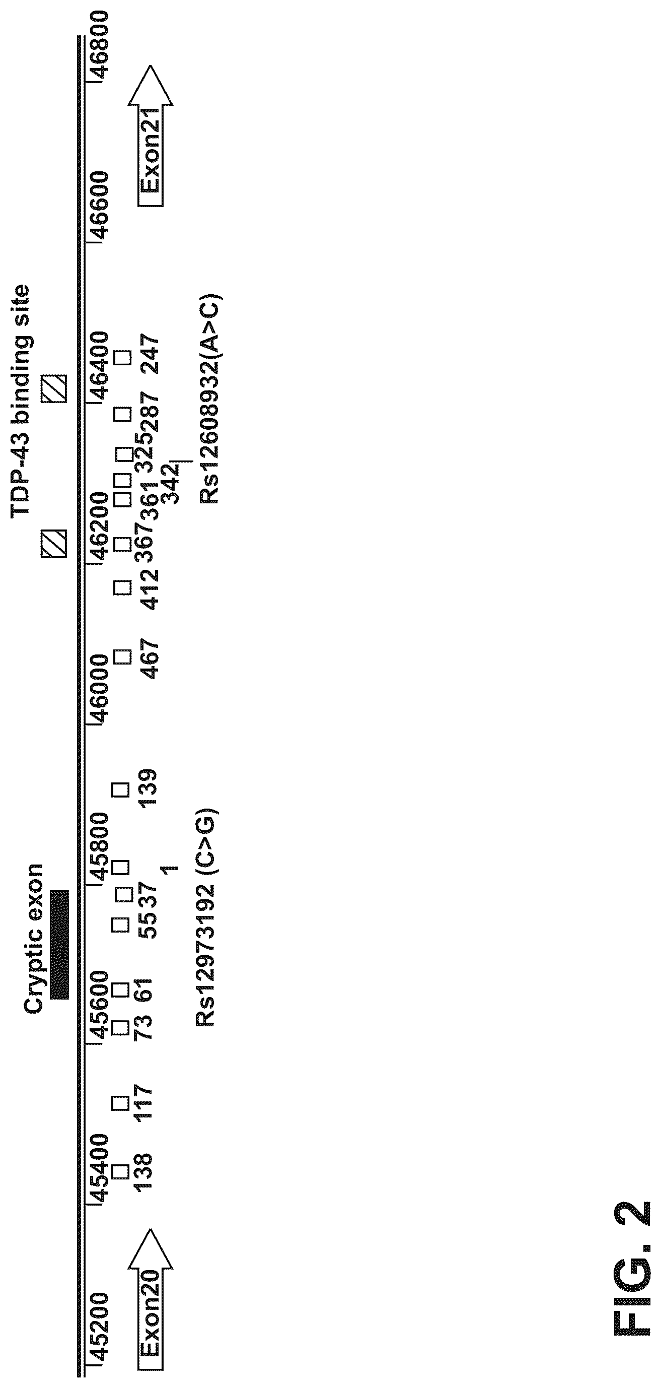 Patent US12104155 Figure 2 – UNC13A antisense oligonucleotides
