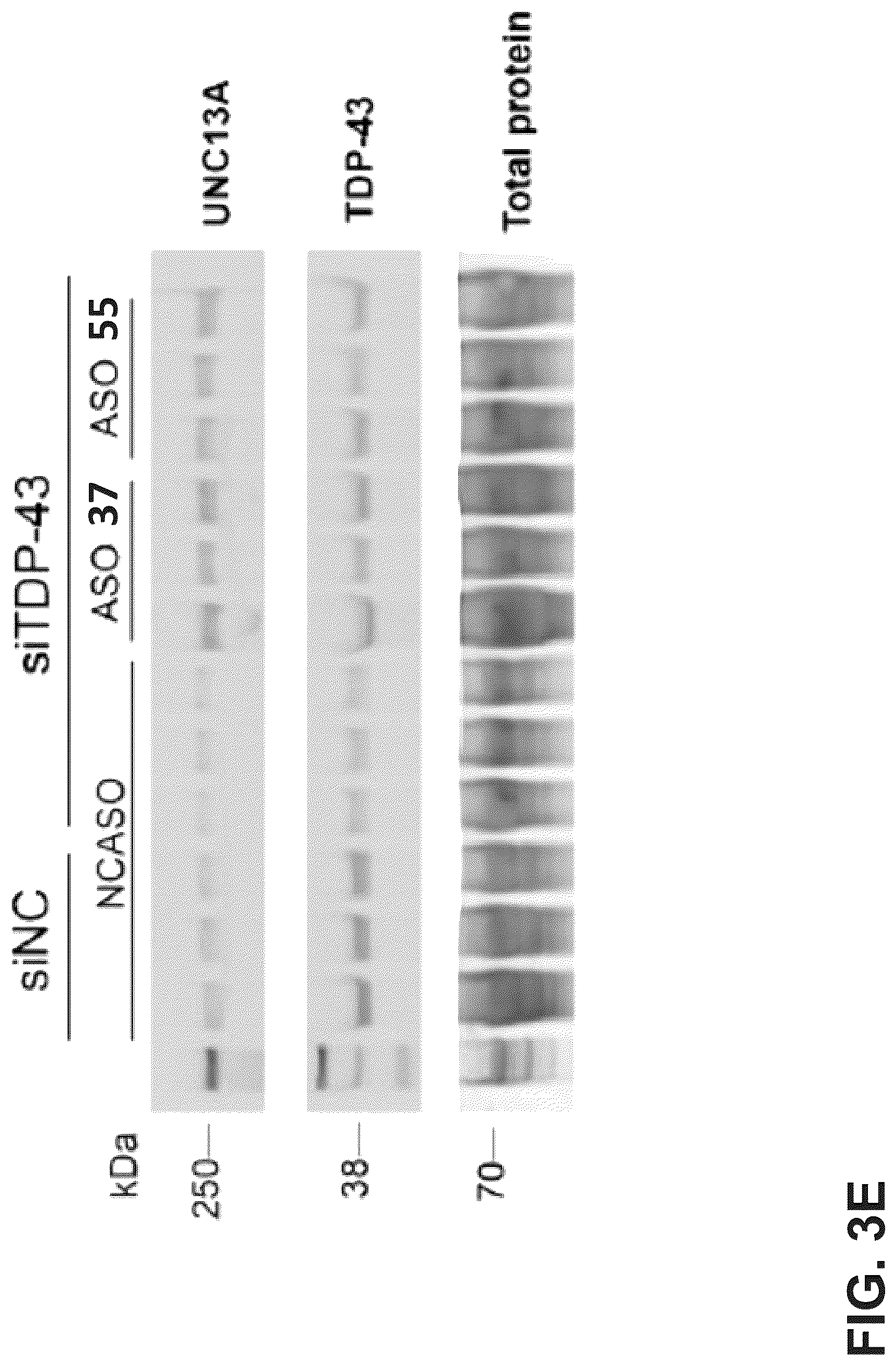 Patent US12104155 Figure 4 – UNC13A antisense oligonucleotides