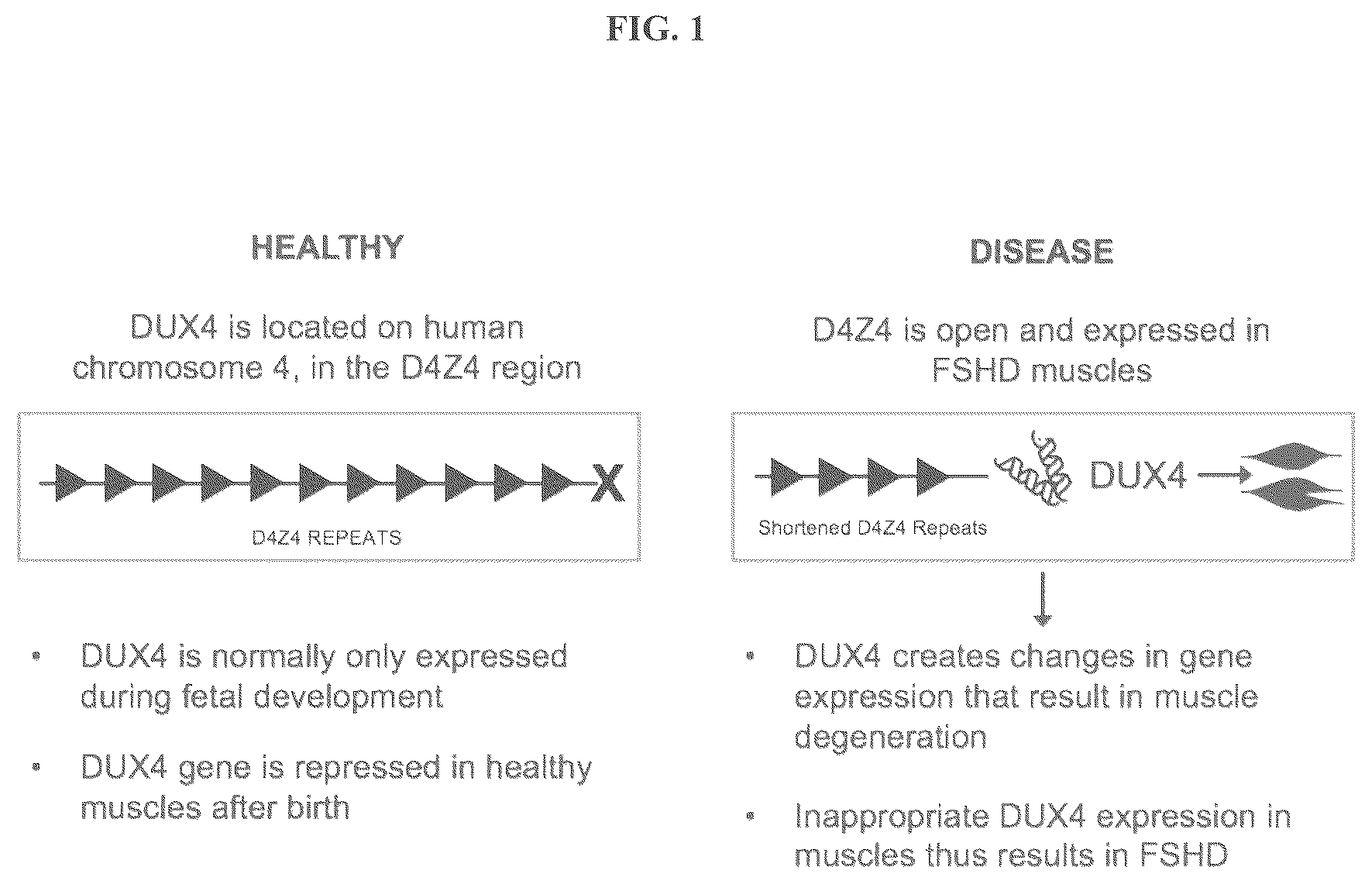 Patent US12104156 — Compositions and methods of treating facioscapulohumeral muscular dystrophy — Figure 1