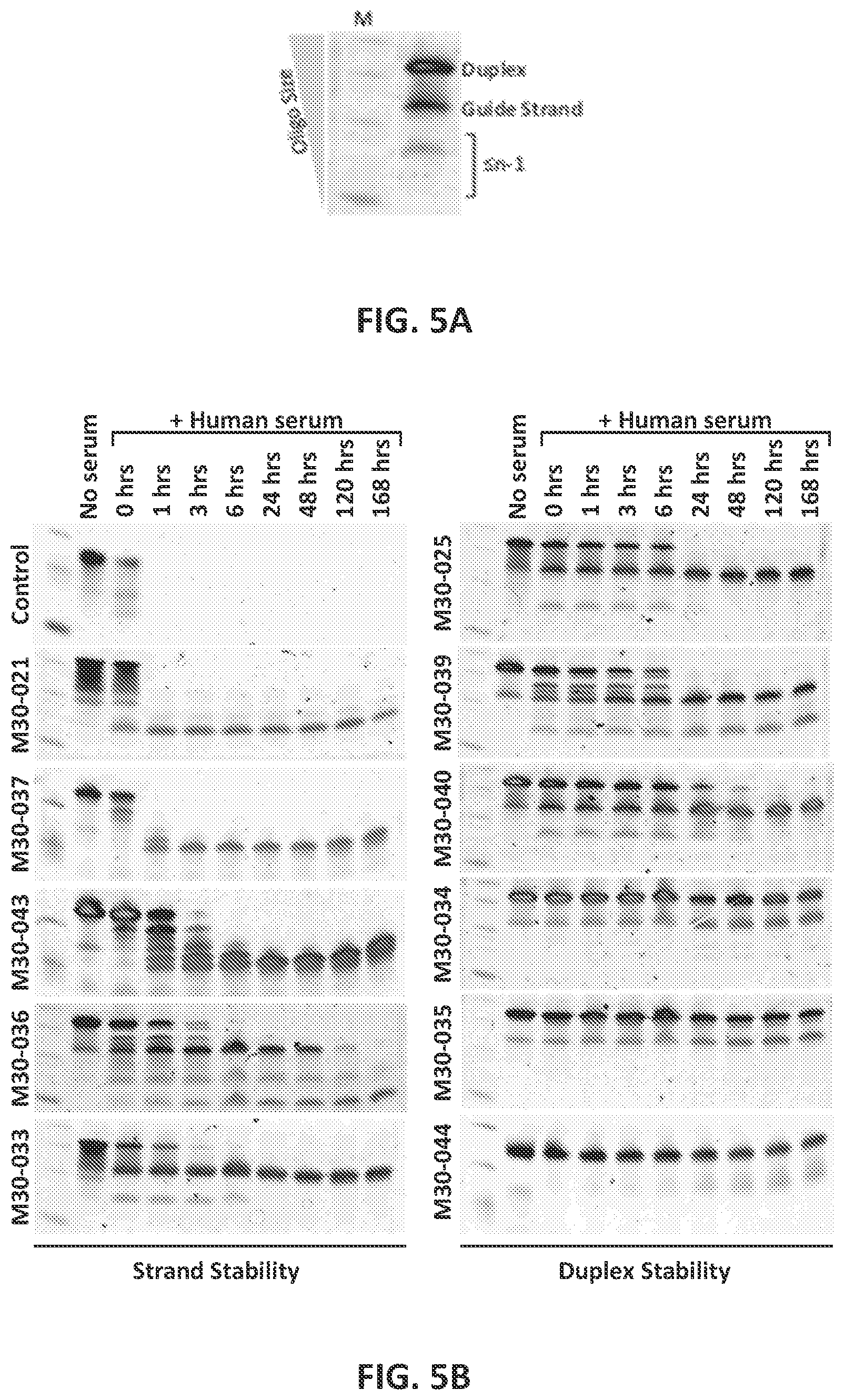 Patent US12104157 Figure 7 – Targeted inhibition using engineered oligonucleotides