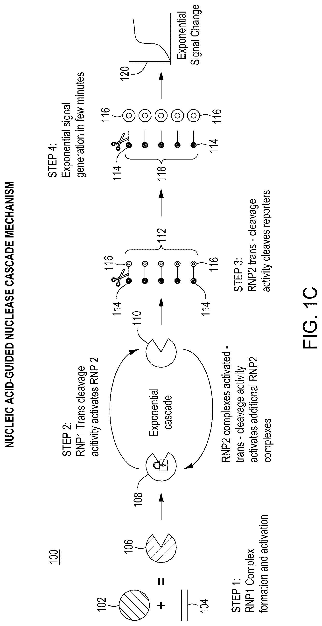 Patent US12104158 Figure 3 – Tuning cascade assay kinetics via molecular design