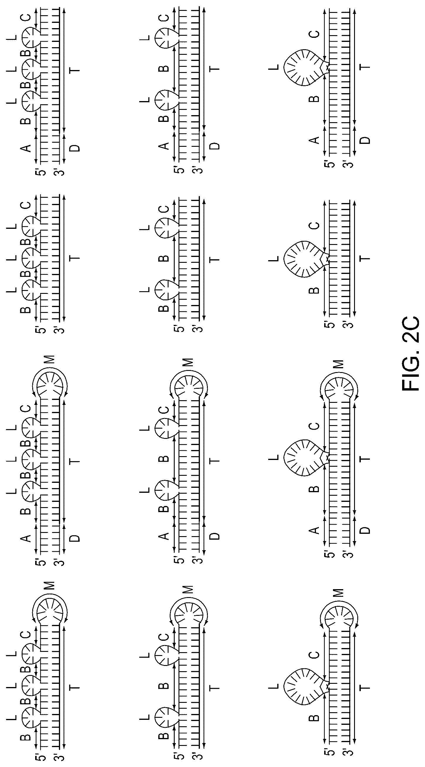 Patent US12104158 Figure 6 – Tuning cascade assay kinetics via molecular design