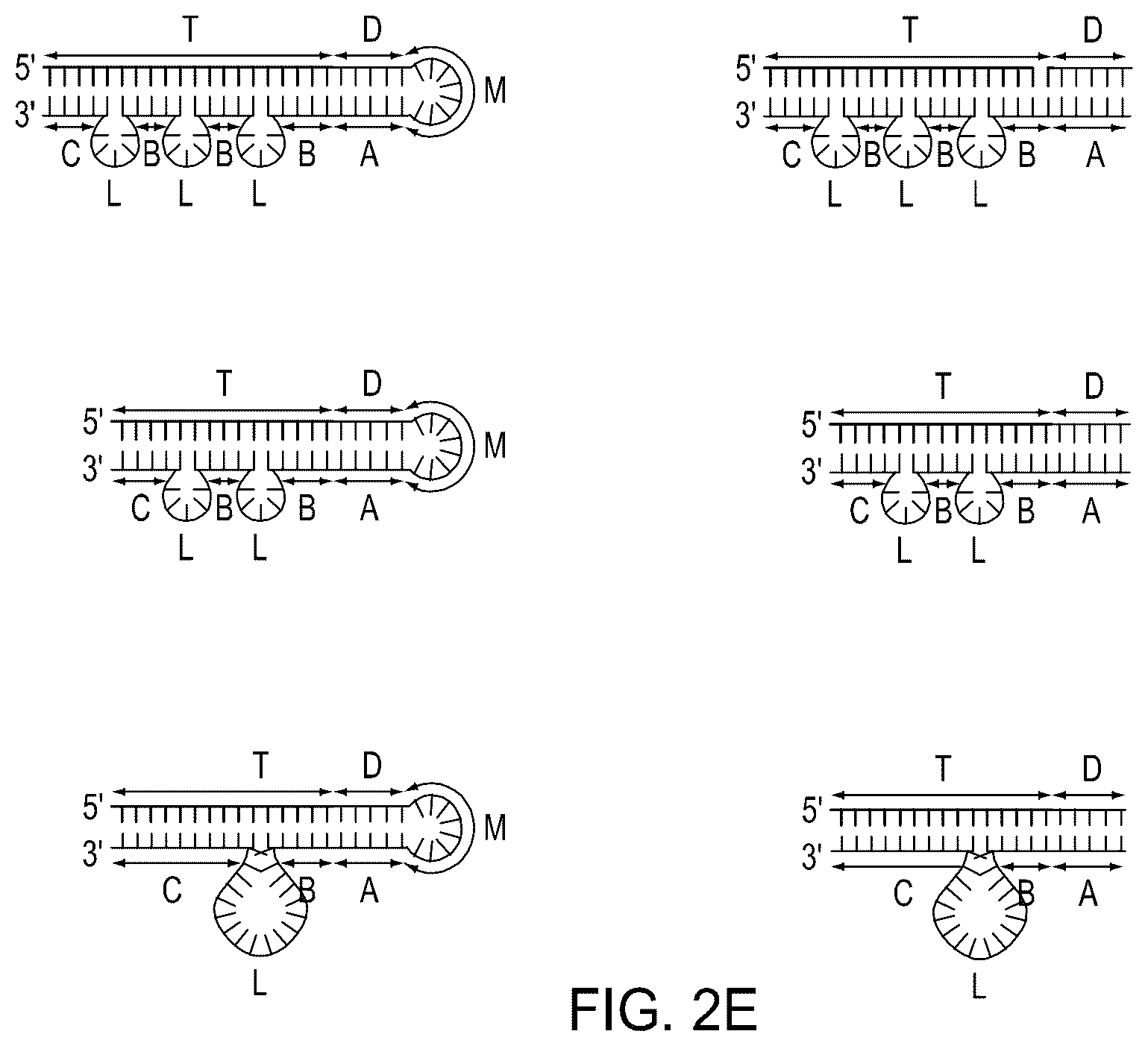 Patent US12104158 Figure 8 – Tuning cascade assay kinetics via molecular design
