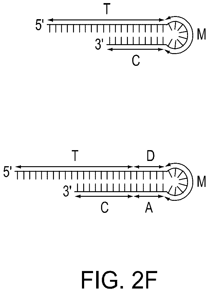 Patent US12104158 Figure 9 – Tuning cascade assay kinetics via molecular design