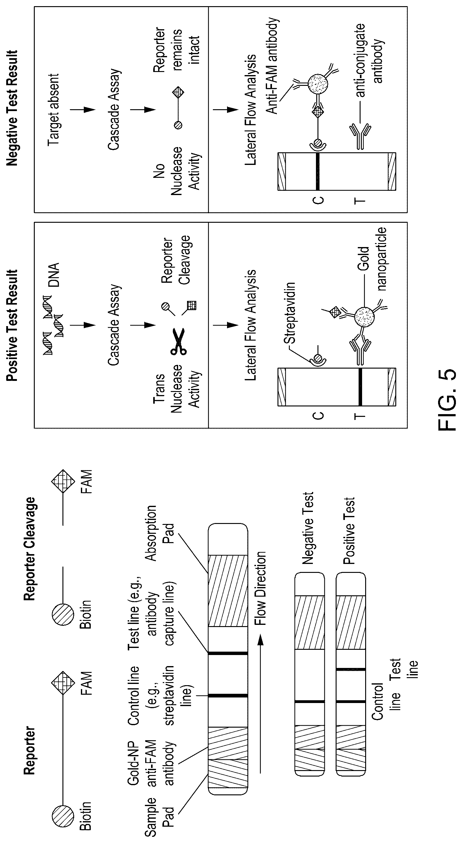 Patent US12104158 Figure 13 – Tuning cascade assay kinetics via molecular design
