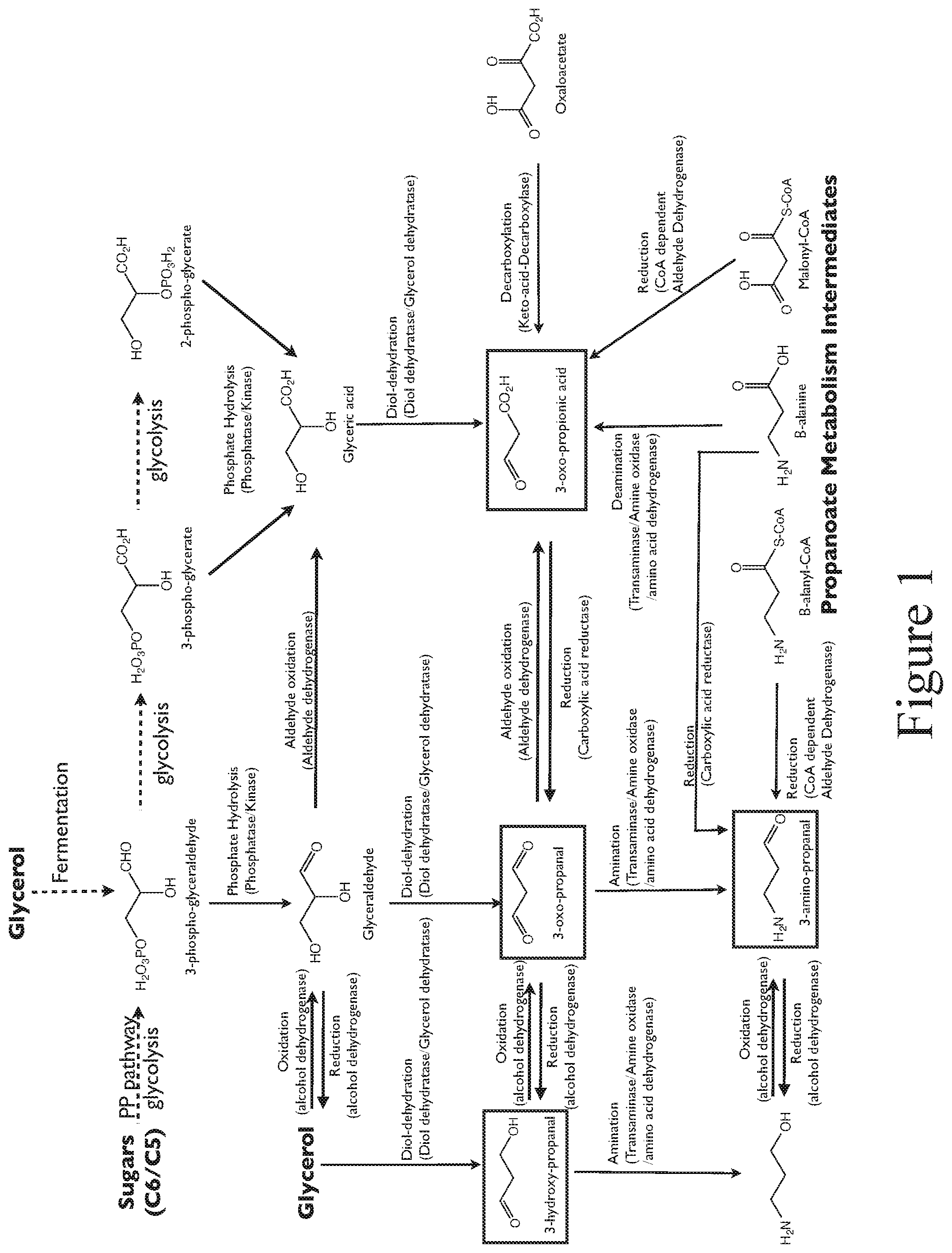 Patent US12104160 Figure 1 – Production of 4,6-dihydroxy-2-oxo-hexanoic acid