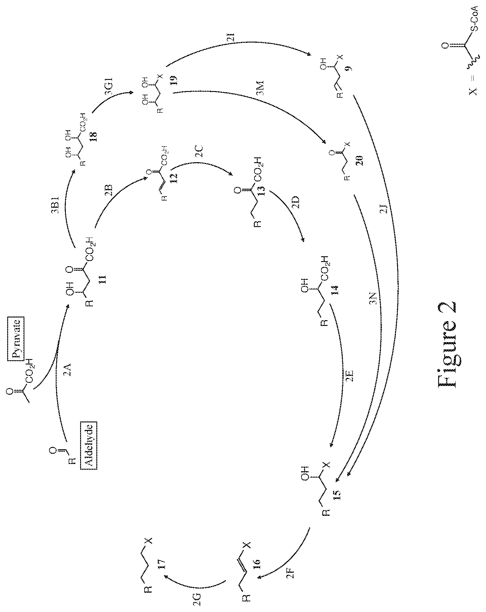 Patent US12104160 Figure 2 – Production of 4,6-dihydroxy-2-oxo-hexanoic acid