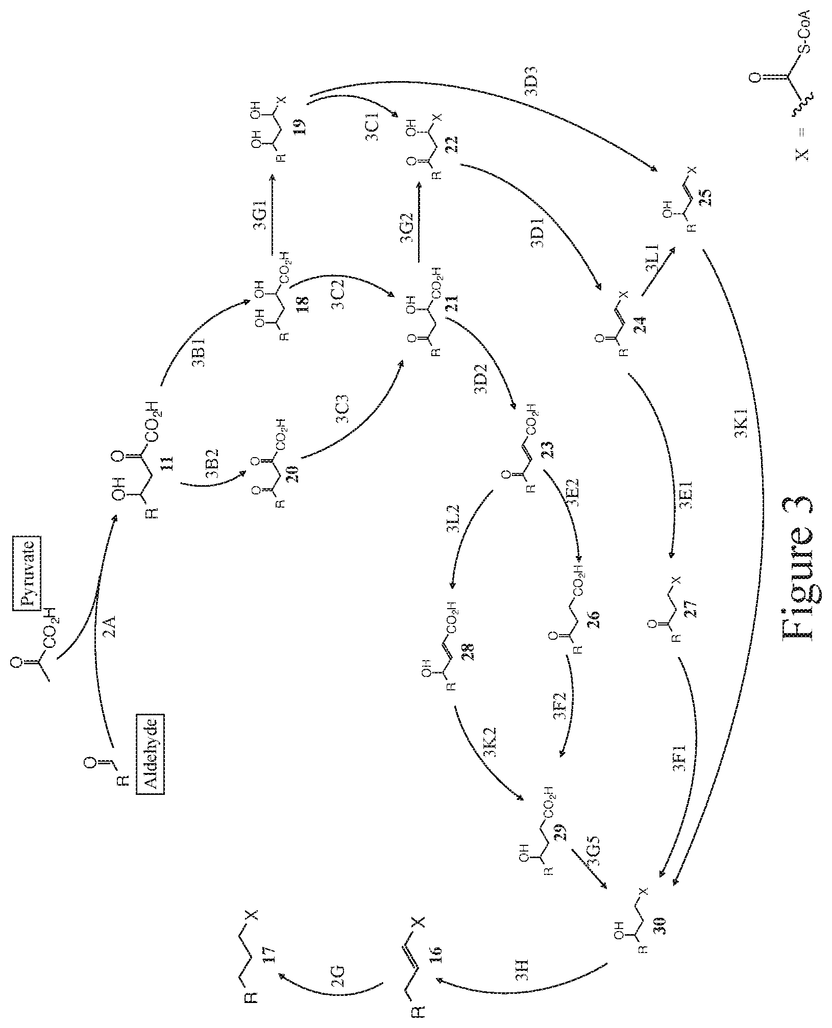 Patent US12104160 Figure 3 – Production of 4,6-dihydroxy-2-oxo-hexanoic acid