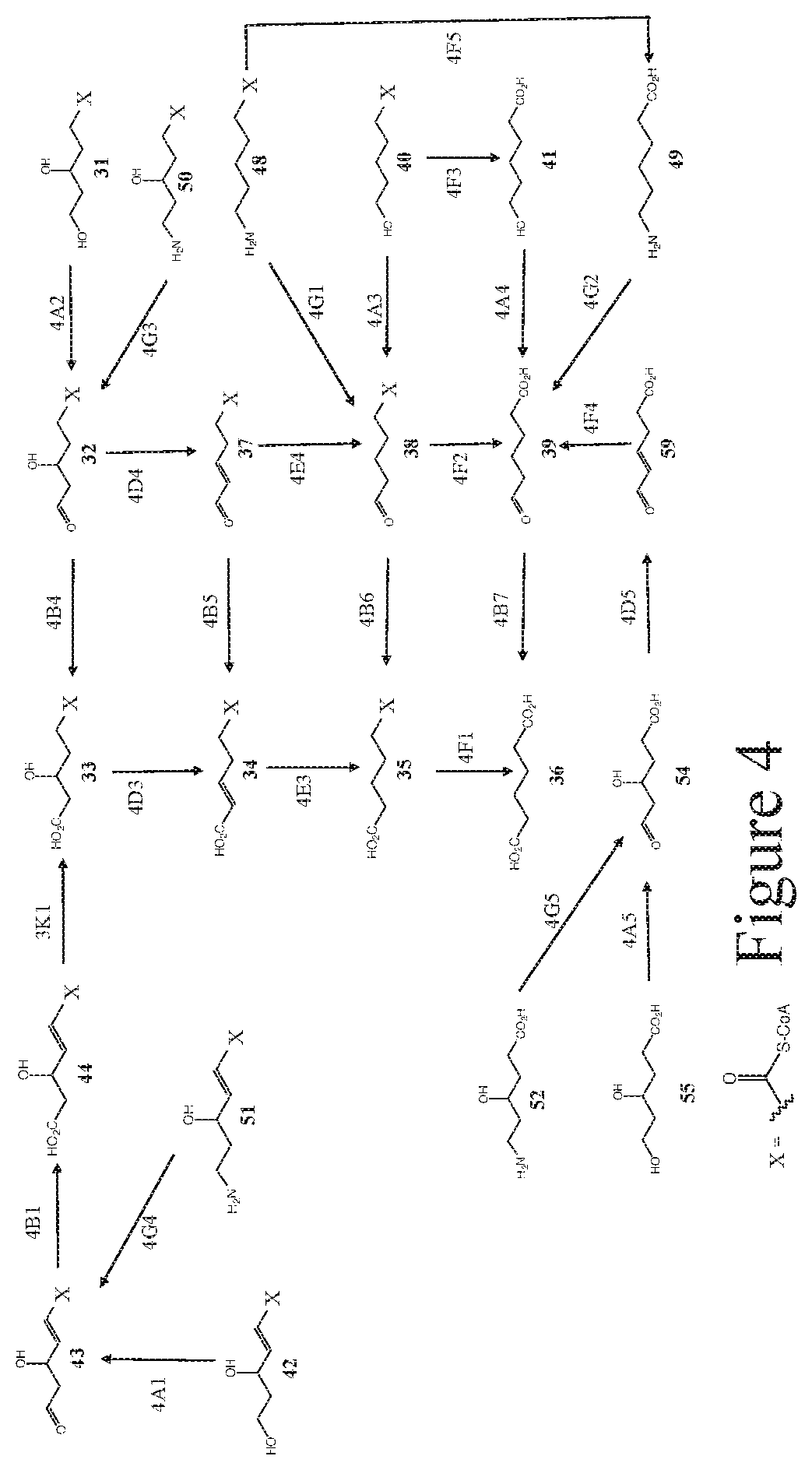 Patent US12104160 Figure 4 – Production of 4,6-dihydroxy-2-oxo-hexanoic acid