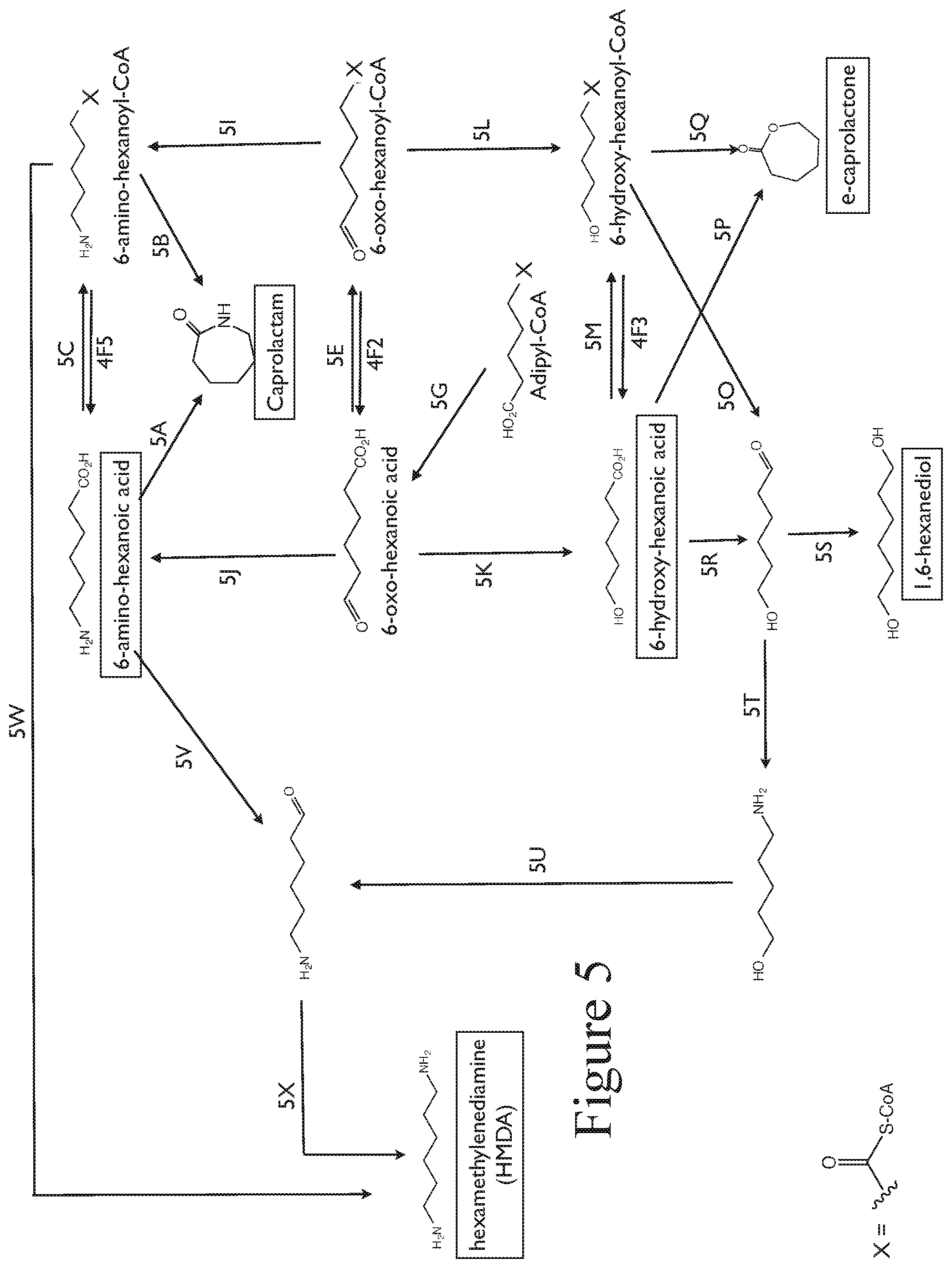 Patent US12104160 Figure 5 – Production of 4,6-dihydroxy-2-oxo-hexanoic acid