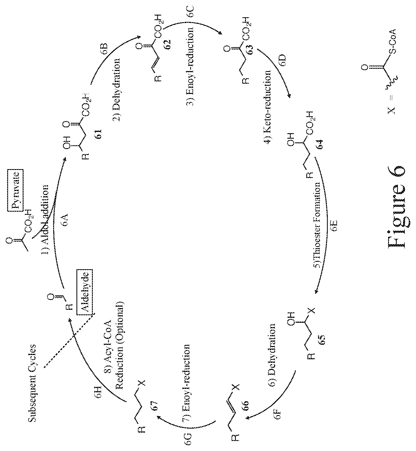 Patent US12104160 Figure 6 – Production of 4,6-dihydroxy-2-oxo-hexanoic acid