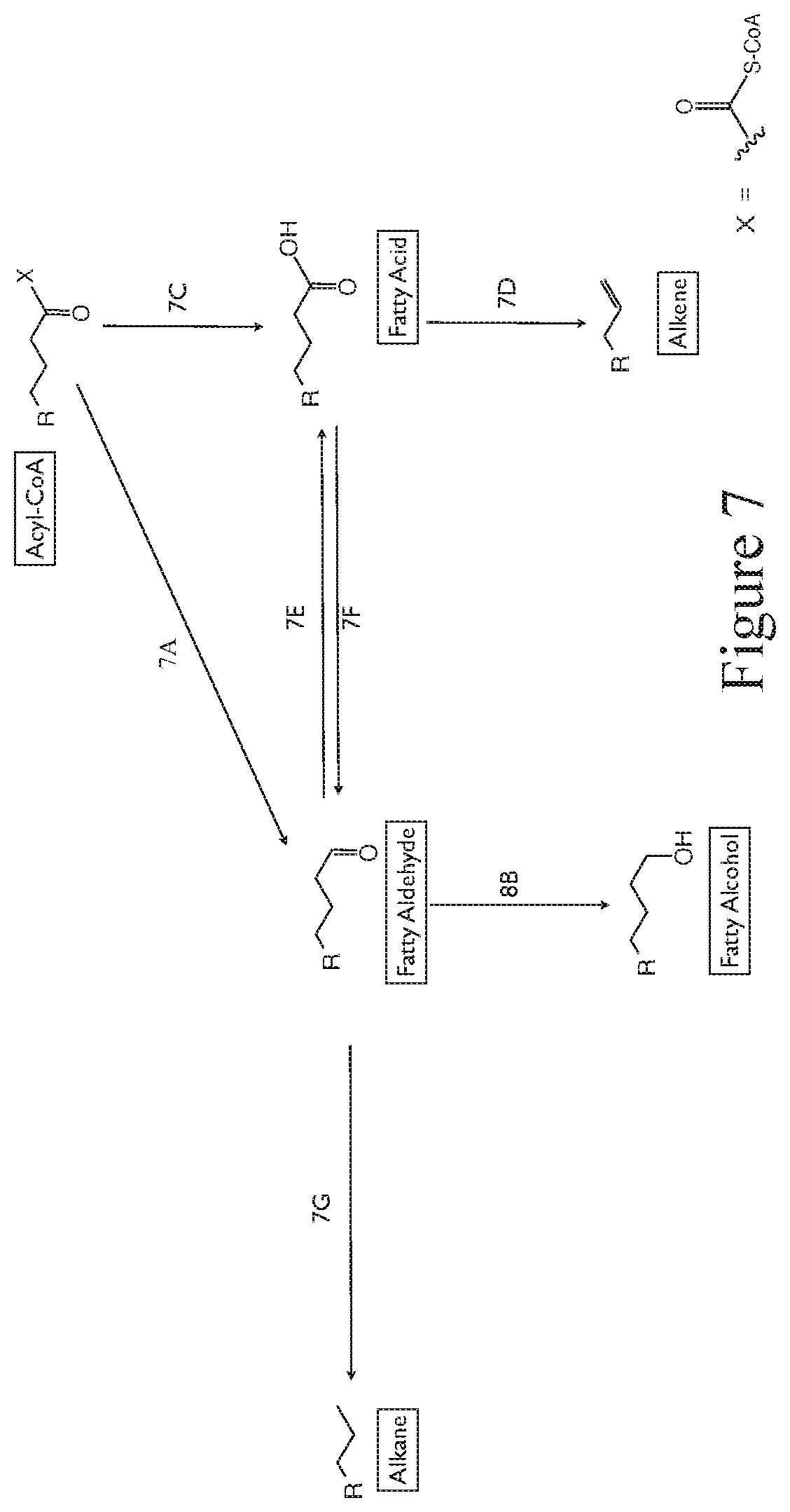 Patent US12104160 Figure 7 – Production of 4,6-dihydroxy-2-oxo-hexanoic acid