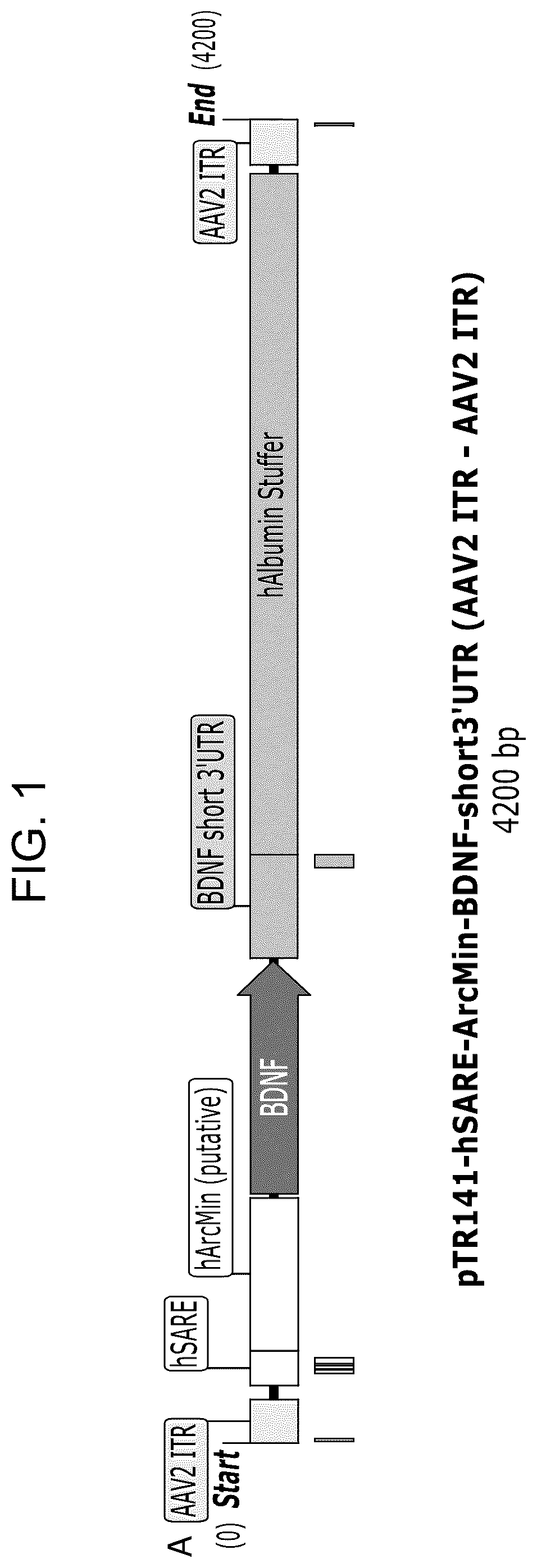 Patent US12104163 Figure 1 – Adeno-associated virus vectors for treatment of Rett syndrome