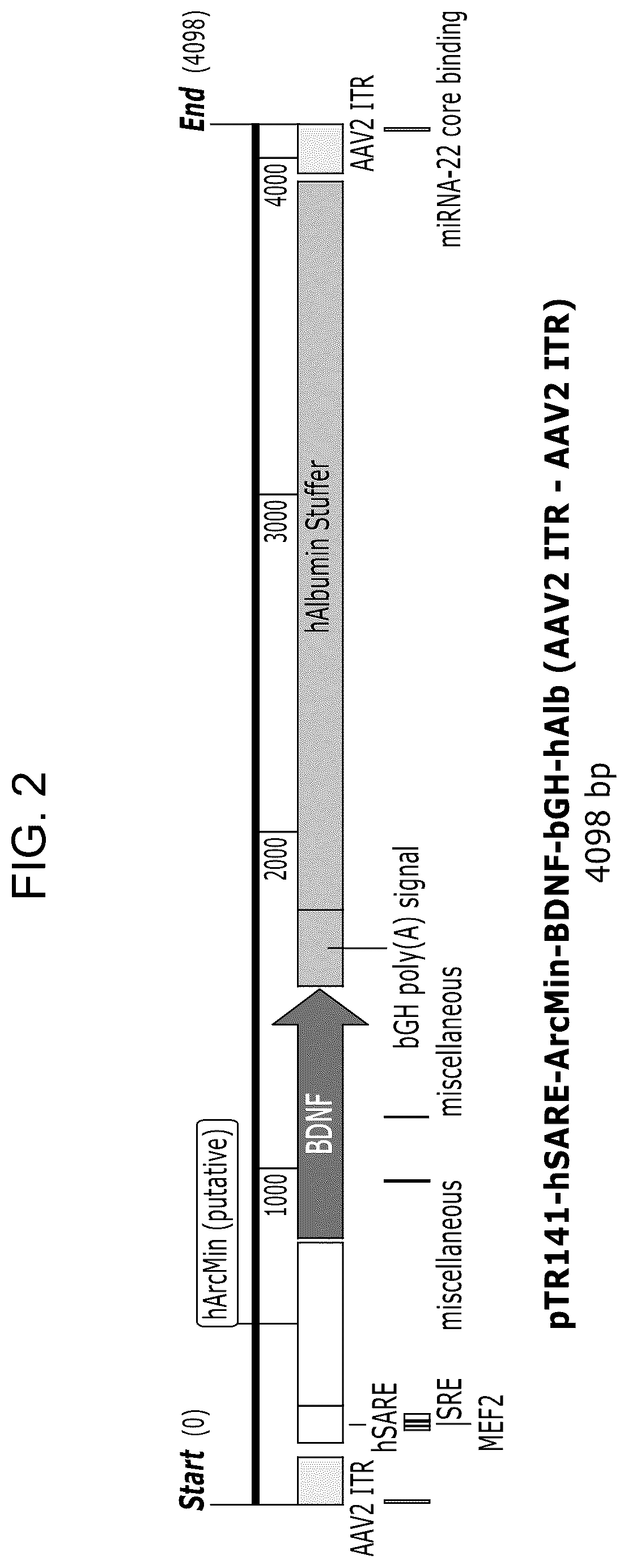 Patent US12104163 Figure 2 – Adeno-associated virus vectors for treatment of Rett syndrome