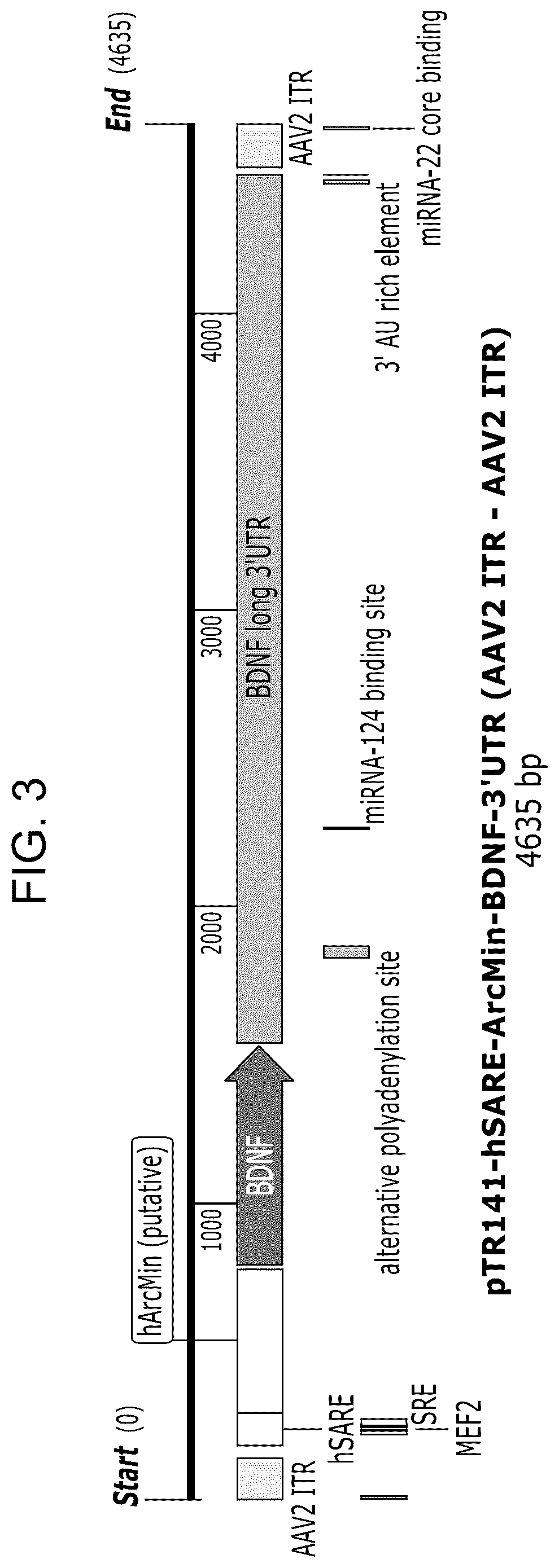 Patent US12104163 Figure 3 – Adeno-associated virus vectors for treatment of Rett syndrome