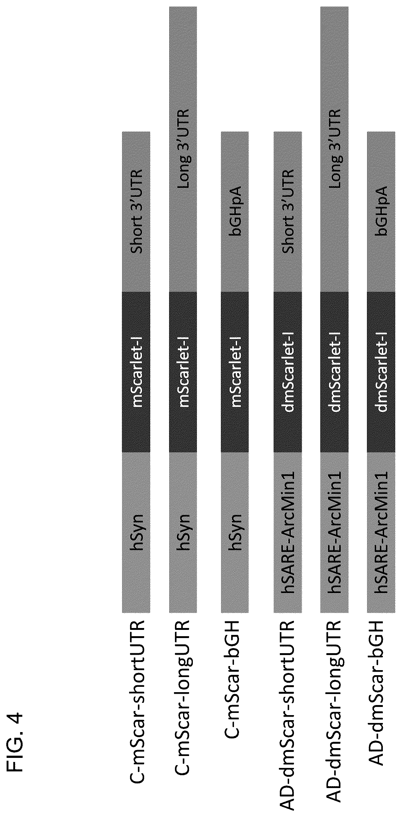 Patent US12104163 Figure 4 – Adeno-associated virus vectors for treatment of Rett syndrome
