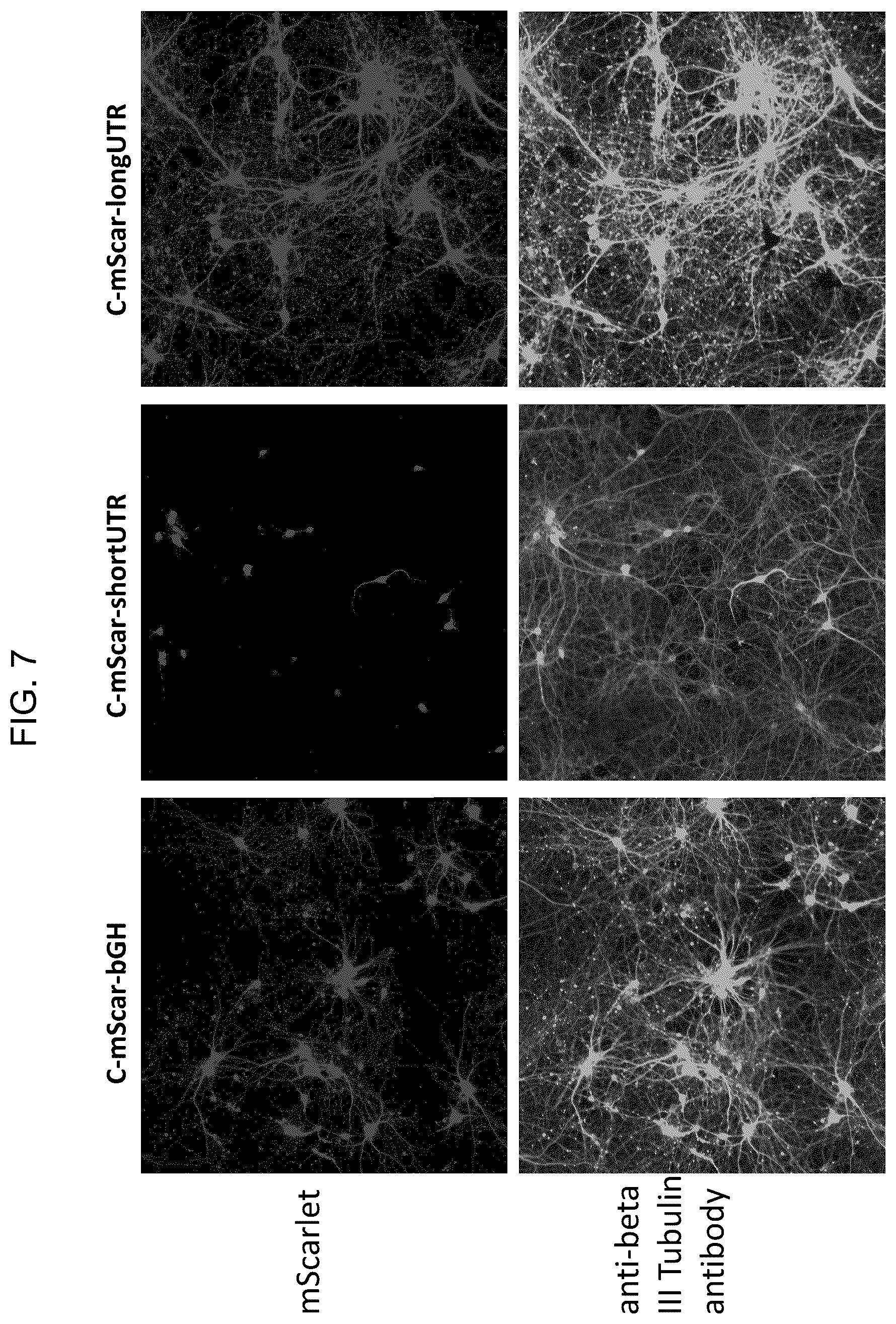 Patent US12104163 Figure 7 – Adeno-associated virus vectors for treatment of Rett syndrome