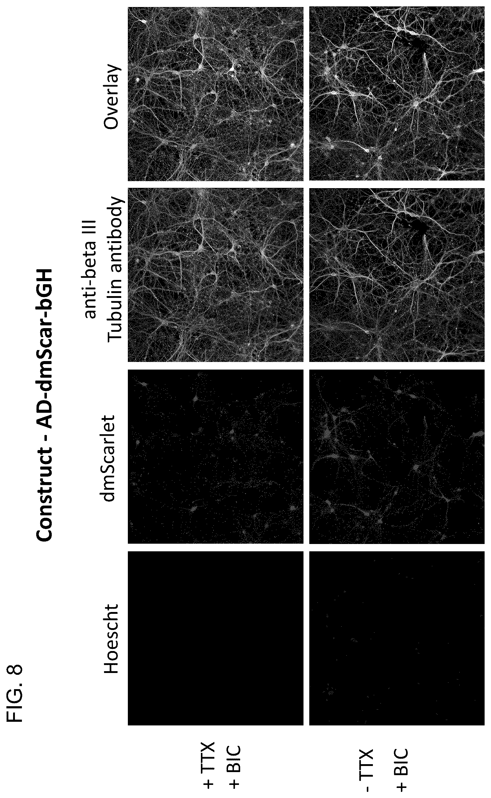 Patent US12104163 Figure 8 – Adeno-associated virus vectors for treatment of Rett syndrome