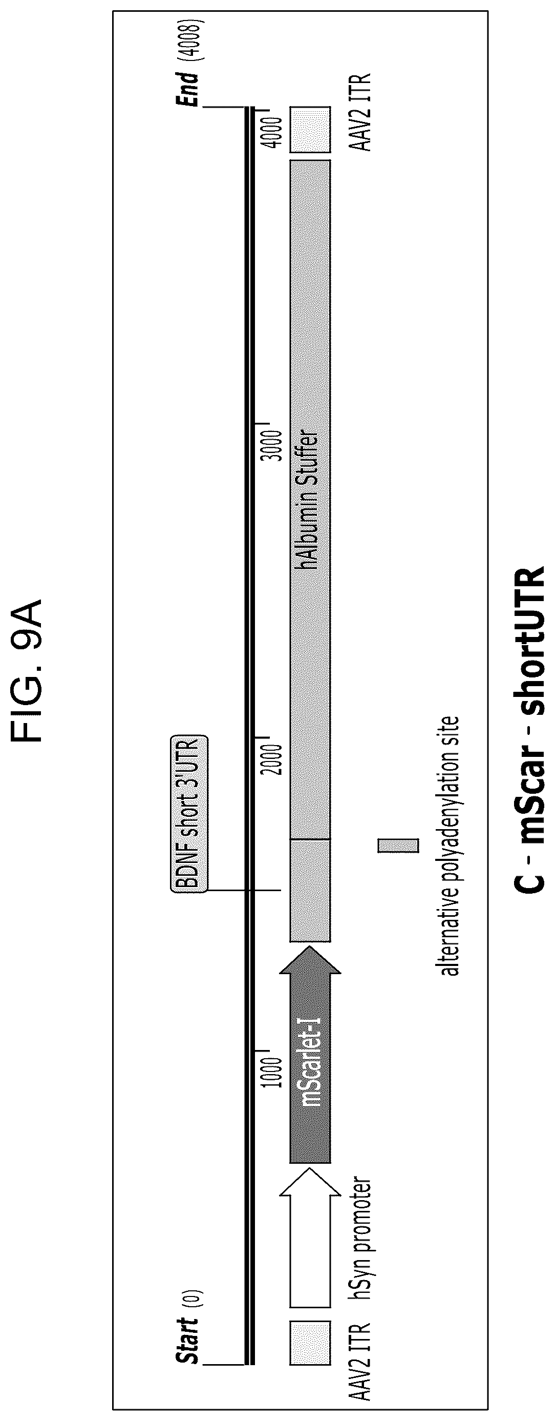 Patent US12104163 Figure 9 – Adeno-associated virus vectors for treatment of Rett syndrome