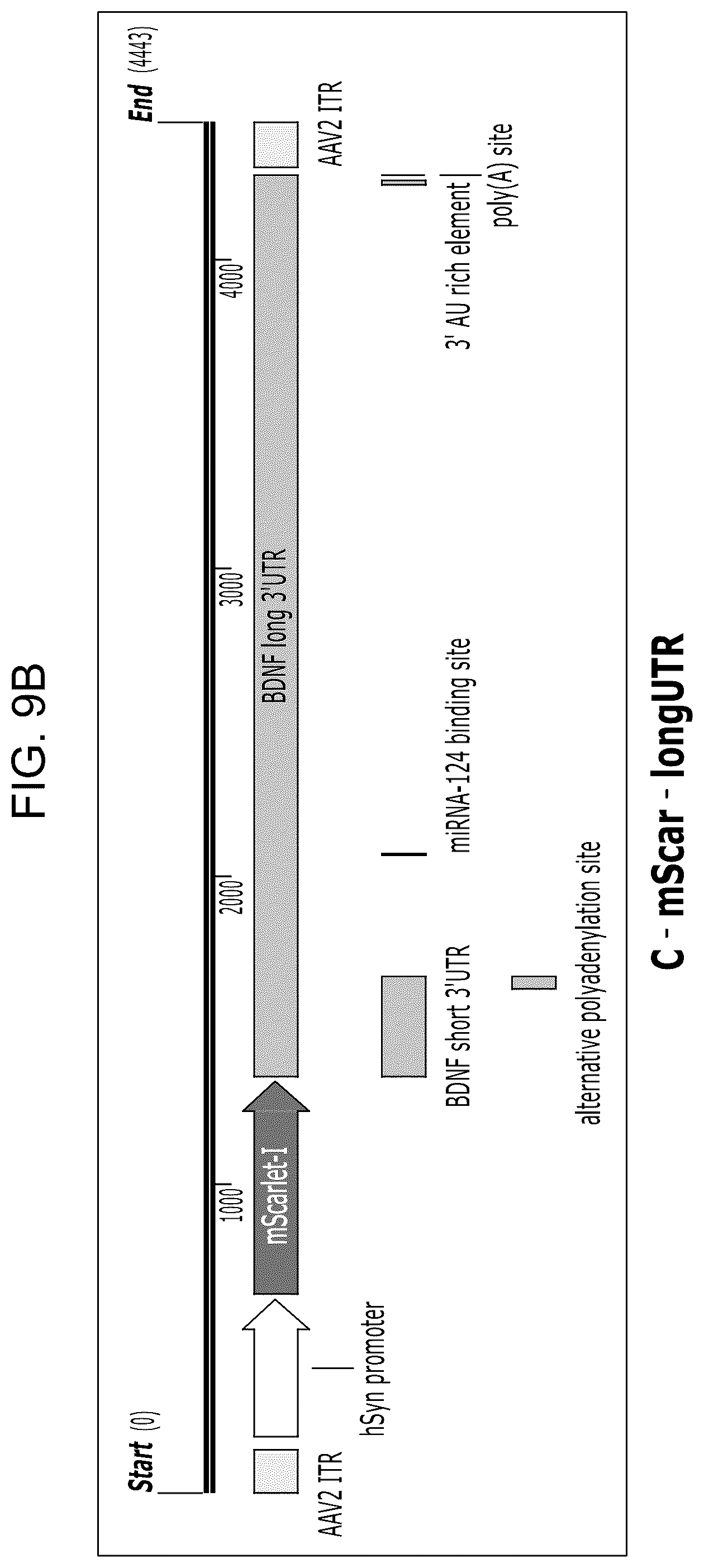 Patent US12104163 Figure 10 – Adeno-associated virus vectors for treatment of Rett syndrome