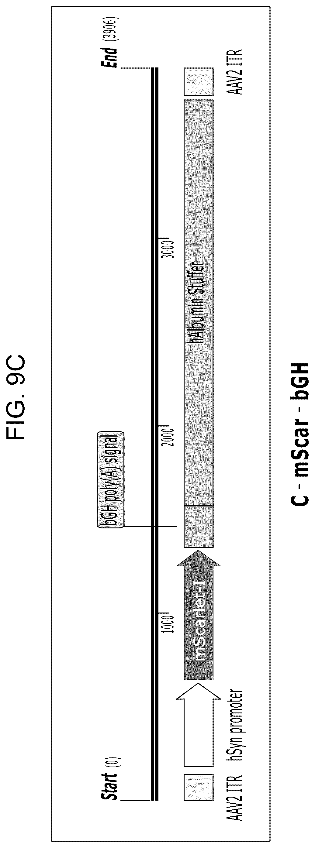 Patent US12104163 Figure 11 – Adeno-associated virus vectors for treatment of Rett syndrome