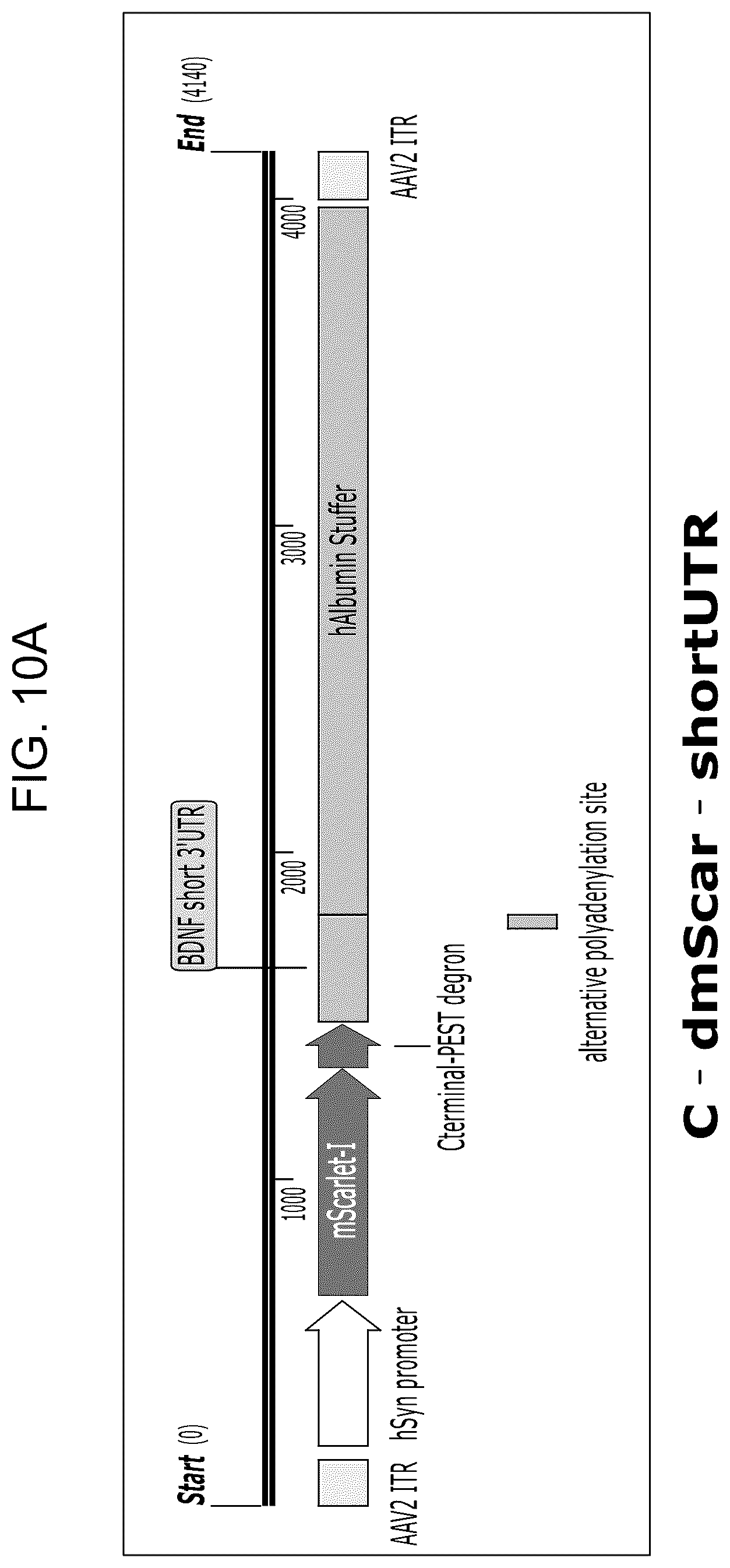 Patent US12104163 Figure 12 – Adeno-associated virus vectors for treatment of Rett syndrome