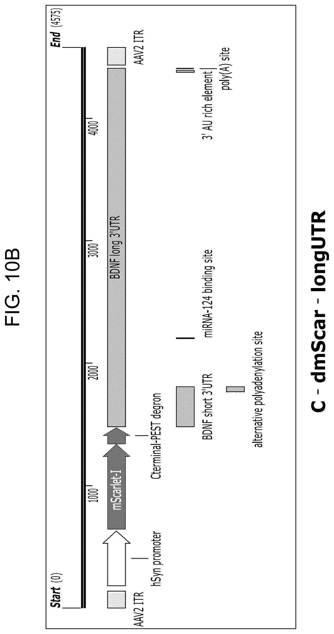 Patent US12104163 Figure 13 – Adeno-associated virus vectors for treatment of Rett syndrome