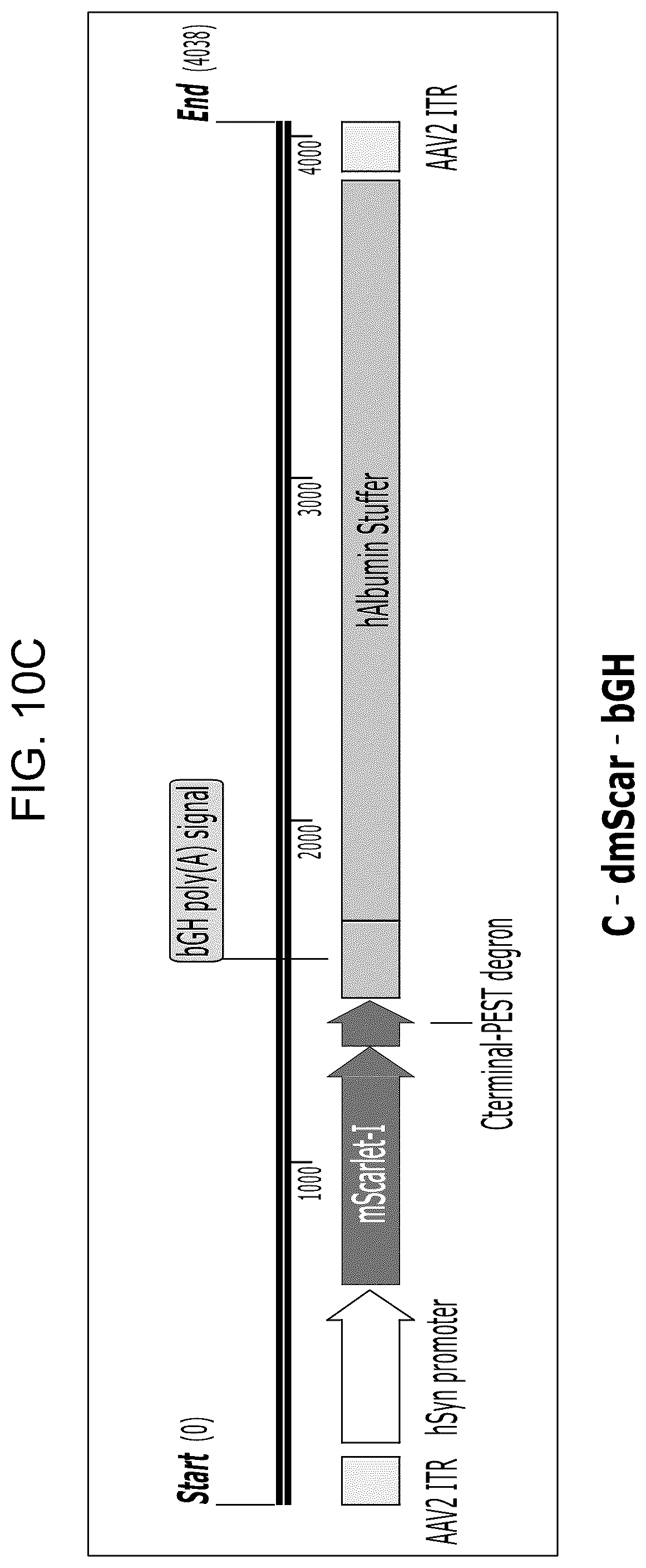 Patent US12104163 Figure 14 – Adeno-associated virus vectors for treatment of Rett syndrome
