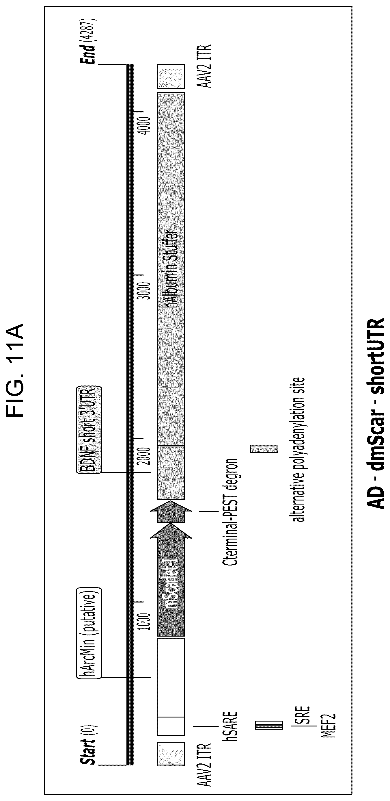 Patent US12104163 Figure 15 – Adeno-associated virus vectors for treatment of Rett syndrome