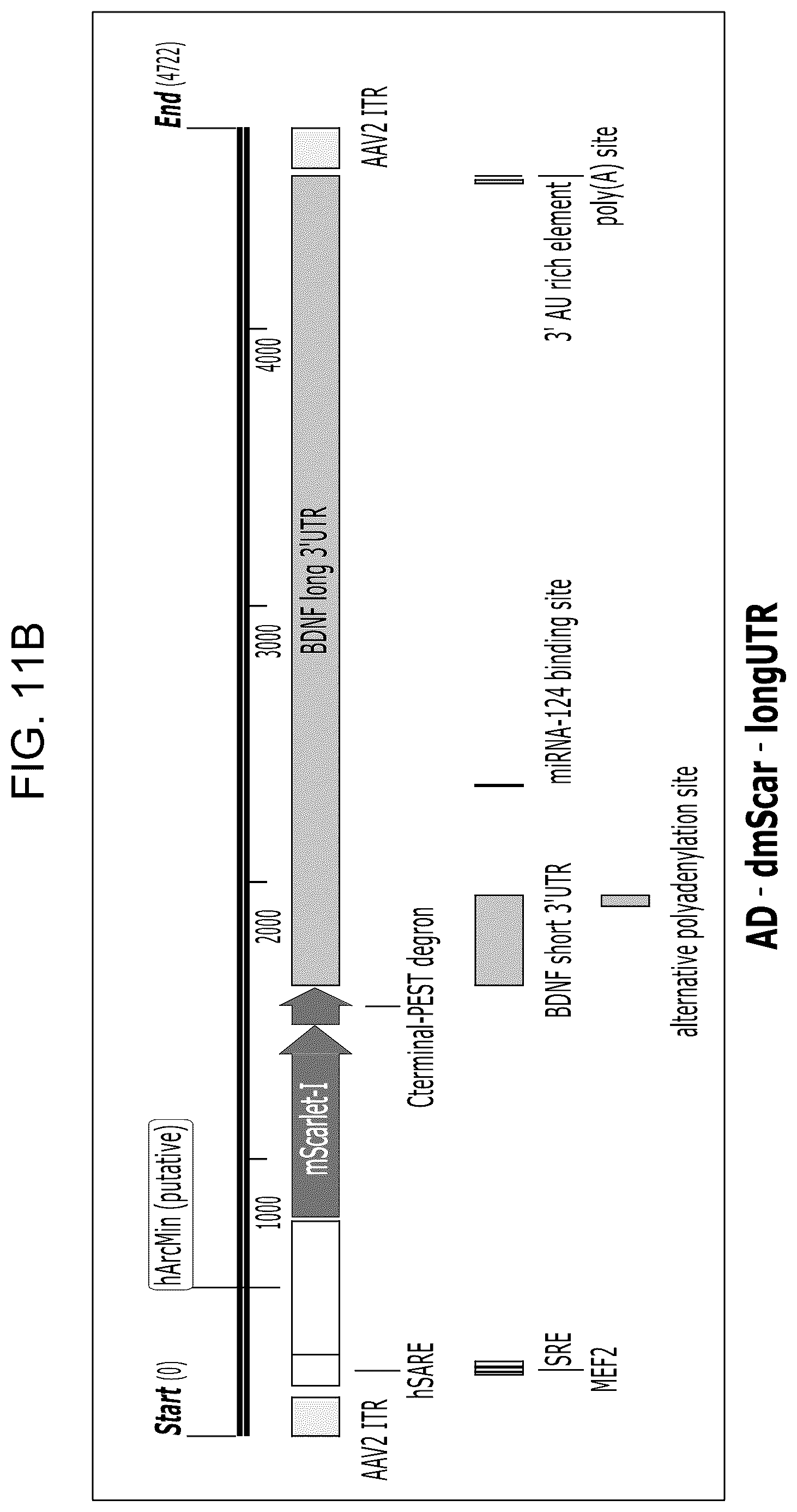Patent US12104163 Figure 16 – Adeno-associated virus vectors for treatment of Rett syndrome